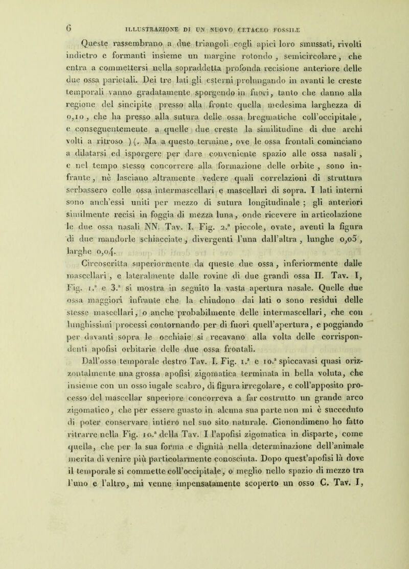 Queste rassembrano a due triangoli cogli apici loro smussati, rivolti indietro e formanti insieme un margine rotondo , semicircolare, che entra a commettersi nella sopraddetta profonda recisione anteriore delle due ossa parietali. Dei tre lati gli esterni prolungando in avanti le creste temporali vanno gradatamente sporgendo in fuori, tanto che danno alla regione del sincipite presso alla fronte quella medesima larghezza di 0,10, che ha presso alla sutura delie ossa bregmatiche coll’occipitale, e conseguentemente a quelle due creste la similitudine di due archi volti a ritroso )(. Ma a questo termine, ove le ossa frontali cominciano a dilatarsi ed isporgere per dare conveniente spazio alle ossa nasali , c nel tempo stesso concorrere alla formazione delle orbite , sono in- frante , nè lasciano altramente vedere quali correlazioni di struttura serbassero colle ossa intermascellari e mascellari di sopra. I lati interni sono anch’essi uniti per mezzo di sutura longitudinale ; gli anteriori similmente recisi in foggia di mezzaluna, onde ricevere in articolazione le due ossa nasali NN. Tav. I. Fig. 2.a piccole, ovate, aventi la figura di due mandorle schiacciate , divergenti l’una dall’altra , lunghe o,o5 , larghe o,o4- Circoscritta superiormente da queste due ossa , inferiormente dalle mascellari, e lateralmente dalle rovine di due grandi ossa II. Tav. I, Fig. i.a e 3.a si mostra in seguito la vasta apertura nasale. Quelle due ossa maggiori infrante che la chiudono dai lati o sono residui delle stesse mascellari, o anche probabilmente delle intermascellari, che con lunghissimi processi contornando per di fuori quelfapertura, e poggiando per davanti sopra le occhiaie si recavano alla volta delle corrispon- denti apofisi orbitarie delle due ossa frontali. Dall’osso temporale destro Tav. I. Fig. i.a e io.a spiccavasi quasi oriz- zontalmente una grossa apofisi zigomatica terminata in bella voluta, che insieme con un osso iugale scabro, di figura irregolare, e coll’apposito pro- cesso del mascellar superiore concoi'reva a far costrutto un grande arco zigomatico, che per essere guasto in alcuna sua parte non mi è succeduto di poter conservare intiero nel suo sito naturale. Cionondimeno ho fatto ritrarre nella Fig. io.a della Tav. I l’apofìsi zigomatica in disparte, come quella, che per la sua forma e dignità nella determinazione dell’animale merita di venire più particolarmente conosciuta. Dopo quest’apofìsi là dove il temporale si commette coll’occipitale, o meglio nello spazio dimezzo tra