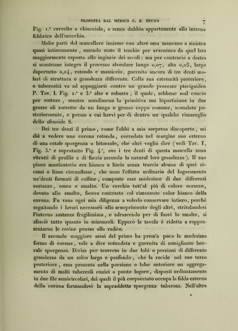 Fig. i.a ravvolto a chiocciola, e senza dubbio appartenente alla interna fabbrica dell’orecchio. Molte parti del mascellare insieme con altre ossa mancano a sinistra quasi intieramente , essendo stato il teschio per avventura da quel lato maggiormente esposto alle ingiurie dei secoli ; ma per contrario a destra si mantenne integro il processo alveolare lungo 0,07, alto o,o5, largo dapertutto 0,04, rotondo e massiccio, guernito ancora di tre denti mo- lari di struttura e grandezza differente. Colla sua estremità posteriore, o tuberosità va ad appoggiarsi contro un grande processo pterigoideo P. Tav. I. Fig. i.a e 3.a alto e robusto , il quale, sebbene mal concio per rotture , mostra nondimeno la primitiva sua bipartizione in due grosse ali sorrette da un lungo e grosso ceppo comune, scanalato po- steriormente, e presso a cui havvi per di dentro un qualche rimasuglio dello sfenoide S. Dei tre denti il primo , come l’ebbi a mia sorpresa discoperto , mi diè a vedere una corona rotonda, corredata nel margine suo esterno di una cotale sporgenza o bitorzolo, che altri voglia dire (vedi Tav. I, Fig. 3.a e sopratutto Fig. 4-% ove i tre denti di questa mascella sono ritratti di profilo e di faccia secondo la naturai loro grandezza ). Il suo piano masticatorio era bianco e liscio senza traccia alcuna di quei ri- cami o linee circonflesse , che sono l’effetto ordinario del logoramento ne’denti formati di colline , composte esse medesime di due differenti sostanze, ossea e smalto. Un cerchio tutt’al più di colore ocraceo, dovuto allo smalto, faceva contrasto col rimanente color bianco della corona. Fu vana ogni mia diligenza a volerlo conservare intiero, perchè seguitando i lavori necessarii allo scuoprimento degli altri, stritolandosi l’interna sostanza fragilissima, e sdruscendo per di fuori lo smalto, si sfasciò tutto quanto in minuzzoli. Epperò la tavola è ridotta a rappre- sentarne le rovine presso alla radice. Il secondo maggiore assai del primo ha press’a poco la medesima forma di corona, vale a dire rotondata e guernita di somigliante late- rale sporgenza. Divisa per traverso in due lobi o porzioni di differente grandezza da un solco largo e profondo , che la recide nel suo terzo posteriore , essa presenta nella porzione o lobo anteriore un aggrega- mento di molti tubercoli conici a punte logore, disposti ordinatamente in due file semicircolari, dei quali il più corpacciuto occupa la falda esterna della corona formandovi la sopraddetta sporgenza tuberosa. Nell’altra