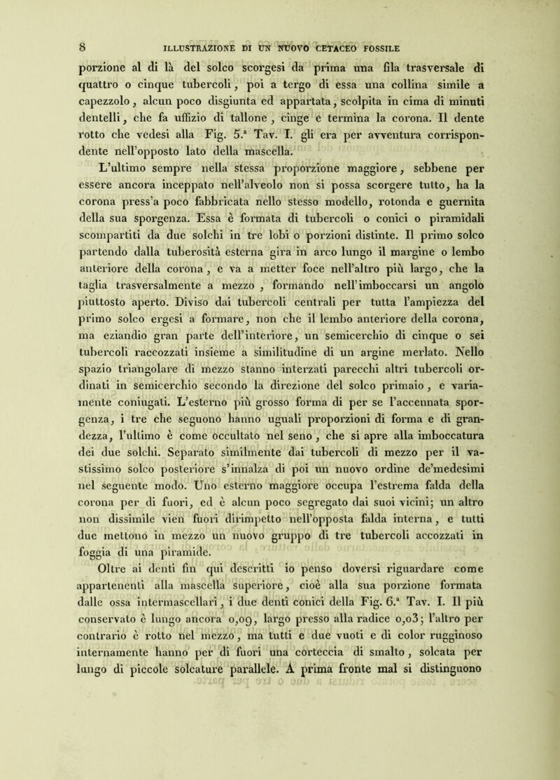 porzione al di là del solco scorgesi da prima una fila trasversale di quattro o cinque tubercoli, poi a tergo di essa una collina simile a capezzolo, alcun poco disgiunta ed appartata, scolpita in cima di minuti dentelli, che fa uffizio di tallone , cinge e termina la corona. Il dente rotto che vedesi alla Fig. 5.a Tav. I. gli era per avventura corrispon- dente nell’opposto lato della mascella. L’ultimo sempre nella stessa proporzione maggiore, sebbene per essere ancora inceppato nell’alveolo non si possa scorgere tutto, ha la corona press’a poco fabbricata nello stesso modello, rotonda e guernita della sua sporgenza. Essa è formata di tubercoli o conici o piramidali scompartiti da due solchi in tre lobi o porzioni distinte. Il primo solco partendo dalla tuberosità esterna gira in arco lungo il margine o lembo anteriore della corona, e va a metter foce nell’altro più largo, che la taglia trasversalmente a mezzo , formando nell’imboccarsi un angolo piuttosto aperto. Diviso dai tubercoli centrali per tutta l’ampiezza del primo solco ergesi a formare, non che il lembo anteriore della corona, ma eziandio gran parte dell’interiore, un semicerchio di cinque o sei tubercoli raccozzati insieme a similitudine di un argine merlato. Nello spazio triangolare di mezzo stanno interzati parecchi altri tubercoli or- dinati in semicerchio secondo la direzione del solco primaio , e varia- mente coniugati. L’esterno più grosso forma di per se l’accennata spor- genza, i tre che seguono hanno uguali proporzioni di forma e di gran- dezza, l’ullimo è come occultato nel seno , che si apre alla imboccatura dei due solchi. Separato similmente dai tubercoli di mezzo per il va- stissimo solco posteriore s’innalza di poi un nuovo ordine de’medesimi nel seguente modo. Uno esterno maggiore occupa l’estrema falda della corona per di fuori, ed è alcun poco segregato dai suoi vicini; un altro non dissimile vien fuori dirimpetto nell’opposta falda interna, e tutti due mettono in mezzo un nuovo gruppo di tre tubercoli accozzati in foggia di una piramide. Oltre ai denti fin qui descritti io penso doversi riguardare come appartenenti alla mascella superiore, cioè alla sua porzione formata dalle ossa intermascellari, i due denti conici della Fig. 6.a Tav. I. Il più conservato è lungo ancora 0,09, largo presso alla radice o,o3; l’altro per contrario è rotto nel mezzo, ma tutti e due vuoti e di color rugginoso internamente hanno per di fuori una corteccia di smalto , solcata per lungo di piccole solcature parallele. A prima fronte mal si distinguono