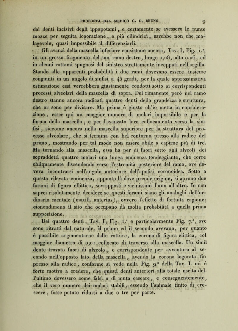 dai denti incisivi degli ippopotami, e certamente se avessero le punte mozze per seguita logorazione , e più cilindrici, sarebbe non che ma- lagevole, quasi impossibile il differenziarli. Gli avanzi della mascella inferiore consistono ancora, Tav. I, Fig. i.% in un grosso fragmento del suo ramo destro, lungo 1,08, alto 0,06, ed in alcuni rottami spugnosi del sinistro strettamente inceppati nell’argilla. Stando alle apparenti probabilità i due rami dovevano essere insieme congiunti in un angolo di sinfisi a 45 gradi, per la quale approssimativa estimazione essi verrebbero giustamente condotti sotto ai corrispondenti processi, alveolari della mascella di sopra. Del rimanente però nel ramo destro stanno ancora radicati quattro denti della grandezza e struttura, che or sono per divisare. Ma prima è giusto ch’io metta in considera- zione , esser qui un maggior numero di molari impossibile e per la forma della mascella , e per l’avanzato loro collocamento verso la sin- fisi , siccome ancora nella mascella superiore per la struttura del pro- cesso alveolare, che si termina con bel contorno presso alla radice del primo, mostrando per tal modo non essere abile a capirne più di tre. Ma tornando alla mascella, essa ha per di fuori sotto agli alveoli dei sopraddetti quattro molari una lunga eminenza tondeggiante, che corre obliquamente discendendo verso l’estremità posteriore del ramo, ove do- veva incontrarsi nell’angolo anteriore dell’apofisi coronoidea. Sotto a questa rilevata eminenza, appunto là dove prende origine, si aprono due forami di figura ellittica, sovrapposti e vicinissimi l’uno all’altro. Io non saprei risolutamente decidere se questi forami siano gli analoghi dell’or- dinario mentale (maxill. anterius), ovvero l’effetto di fortuita cagione; cionondimeno il sito che occupano dà molta probabilità a quella prima supposizione. Dei quattro denti, Tav. I, Fig. i.a e particolarmente Fig. 7.% ove sono ritratti dal naturale, il primo ed il secondo avevano, per quanto è possibile argomentarne dalle rotture, la corona di figura elittica, col maggior diametro di 0,01 collocato di traverso alla mascella. Un sfinii dente trovato fuori di alveolo , e corrispondente per avventura al se- condo nell’opposto lato delia mascella, avendo la corona logorata fin presso alla radice , conforme si vede nella Fig. g.a della Tav. I. mi è forte motivo a credere, che questi denti anteriori alla totale uscita del- l’ultimo dovessero come falsi o di muta cascare, e conseguentemente, che il vero numero dei molari stabili, essendo l’animale finito di ere- - - - ... scere , fosse potuto ridursi a due 0 tre per parte.