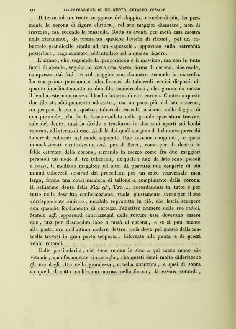 Il terzo ad un tratto maggiore del doppio, e anche di più, ha pari- mente la corona di figura ellittica , col suo maggior diametro , non di traverso, ma secondo la mascella. Rotta in avanti per metà essa mostra nella rimanente , da prima un qualche lavorio di ricami, poi un tu- bercolo grandicello simile ad un capezzolo , appartato sulla estremità posteriore, regolarmente addentellato ed alquanto logoro. L’ultimo, che seguendo la proporzione è il massimo, ma non in tutto fuori di alveolo, seguita ad avere una stessa forma di corona, cioè ovale, compressa dai lati , e col maggior suo diametro secondo la mascella. La sua prima porzione o lobo formasi di tubercoli conici disposti al- quanto inordinatamente in due file semicircolari, che girano da mezzo 11 lembo esterno a mezzo il lembo interno di essa corona. Contro a queste due file sta obliquamente adossato , ma un poco più dal lato esterno, un gruppo di tre o quattro tubercoli raccolti insieme nella foggia di una piramide , che ha la base avvallata nella grande spaccatura trasver- sale del dente, anzi la divide e trasforma in due seni aperti sui lembi esterno, ed interno di esso. Al di là dei quali sorgono di bel nuovo parecchi tubercoli collocati nel modo seguente. Due insieme congiunti, e quasi immedesimati costituiscono così per di fuori, come per di dentro le falde estreme della corona, serrando in mezzo come fra due maggiori piramidi un nodo di tre tubercoli, de’quali i due da lato sono piccoli e bassi, il mediano maggiore ed alto. Al postutto una congerie di più minuti tubercoli separati dai precedenti per un solco trasversale men largo, forma una cotal maniera di tallone a compimento della corona. Il bellissimo dente della Fig. 9.% Tav. I, accordandosi in tutto e per tutto nella descritta conformazione, vuoisi giustamente avere per il suo corrispondente sinistro , notabile sopratutto in ciò, che lascia scorgere con qualche fondamento di certezza l’effettivo numero delle sue radici. Stando agli apparenti contrassegni delle rotture esse dovevano essere due , una per ciaschedun lobo o metà di corona, e se si pon mente alla posteriore dell’ulLimo molare destro, colà dove pel guasto della ma- scella trovasi in gran parie scoperta , biforcate alla punta e di grossi rebbi rotondi. Dalle particolarità , che sono venuto in sino a qui mano mano di- visando, manifestamente si raccoglie, che questi denti molto differiscono gli uni dagli altri nella grandezza , e nella struttura, e quei di sopra da quelli di sotto moltissimo ancora nella forma j là essere rotondi ,