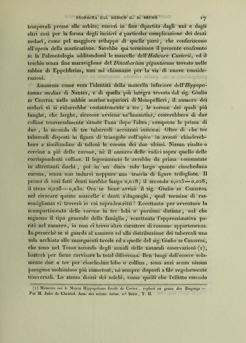 temporali presso alle orbitèi; essersi in fine dipartito dagli uni e dagli altri così per la forma degli incisivi e parlicolar complicazione dei denti molari, come pel maggiore sviluppo di quelle parti , che conferiscono all’opera della masticazione. Sarebbe qui terminato il presente confronto se la Paleontologia additandomi le mascelle dell’Halìcore Cuvierii, ed il teschio senza fine maraviglioso del Dinotherium gigantaeum trovato nelle sabbie di Eppelsheim, non mi chiamasse per la via di nuove conside- razioni. Ammessa come vera l’identità della mascella inferiore àe\VHippopo- tamus medius di Nantes, e di quella più integra trovata dal sig. Giulio di Cristol nelle sabbie marine superiori di Mompellieri, il numero dei molari vi si ridurrebbe costantemente a tre , le corone dei quali più lunghe, che larghe, siccome avviene ne’lamantini, costerebbero di due colline trasversalmente situate l’una dopo l’altra, composte la prima di due , la seconda di tre tubercoli accozzati insieme. Oltre di che tre tubercoli disposti in figura di triangolo coll’apice in avanti chiudereb- bero a similitudine di talloni le corone dei due ultimi. Nissun risalto o cercine a piè delle corone, nè il numero delle radici sopra quello delle corrispondenti colline. Il logoramento le avrebbe da prima commutate in altrettanti dischi , poi in un disco solo largo quanto ciascheduna corona, senza mai indurvi neppure una traccia di figure trifogliate. Il primo di così fatti denti sarebbe lungo 0,018, il secondo o,oa5 — 0,028, il tèrzo 0,026 — o,o3o. Ora se bene avvisò il sig. Giulio di Ciiristol nel rivocare queste mascelle e denti a’dugonghi, qual termine di ras- somiglianza vi troverò io coi sopradescritti ? Eccettuato per avventura lo scompartimento delle corone in tre lobi 0 porzioni distinte, nel che seguono il tipo generale della famiglia , eccettuata l’approssimativa pa- rità nel numero, io non ci trovo altro carattere di comune appartenenza. Imperocché se si guarda al numero ed alla distribuzione dei tubercoli una sola occhiata alle susseguenti tavole ed a quelle del sig. Giulio di Ciiristol, che sono nel Tomo secondo degli annali delle naturali osservazioni (1), basterà per farne ravvisare la total differenza. Ben lungi dall’essere sola- mente due o tre per ciaschedun lobo o collina, sono anzi senza nissun paragone moltissimo più numerosi, nè sempre disposti a file regolarmente trasversali. Lo stesso dicasi dei solchi, come quelli che l’effetto essendo ( 1 ) Mémoire sur le Moyen Hippopotamc fossile de Cuvicr , rcplacé au genrc des Dugongs — Par M. Julcs de Christol. Ann. des scicnc. natur. 2.e Serie, T. II.