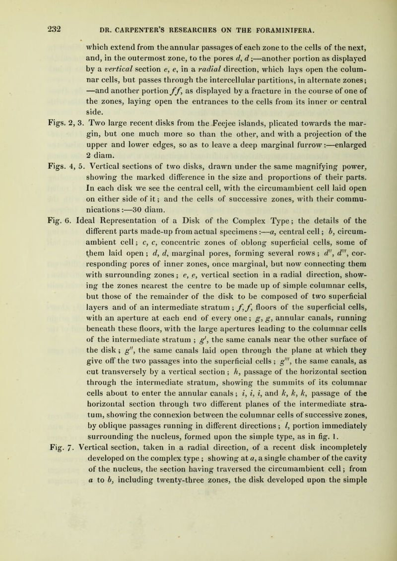 which extend from the annular passages of each zone to the cells of the next, and, in the outermost zone, to the pores d, d;—another portion as displayed by a vertical section e, e, in a radial direction, which lays open the colum- nar cells, but passes through the intercellular partitions, in alternate zones; —and another portion ff, as displayed by a fracture in the course of one of the zones, laying open the entrances to the cells from its inner or central side. Figs. 2, 3. Two large recent disks from the Feejee islands, plicated towards the mar- gin, but one much more so than the other, and with a projection of the upper and lower edges, so as to leave a deep marginal furrow:—enlarged 2 diain. Figs. 4, 5. Vertical sections of two disks, drawn under the same magnifying power, showing the marked difference in the size and proportions of their parts. In each disk we see the central cell, with the circumambient cell laid open on either side of it; and the cells of successive zones, with their commu- nications :—30 diain. Fig. 6. Ideal Representation of a Disk of the Complex Type; the details of the different parts made-up from actual specimens :—a, central cell; b, circum- ambient cell; c, c, concentric zones of oblong superficial cells, some of them laid open; d, d, marginal pores, forming several rows; d, d\ cor- responding pores of inner zones, once marginal, but now connecting them with surrounding zones; e, e, vertical section in a radial direction, show- ing the zones nearest the centre to be made up of simple columnar cells, but those of the remainder of the disk to be composed of two superficial layers and of an intermediate stratum ; J\f, floors of the superficial cells, with an aperture at each end of every one; g, g, annular canals, running beneath these floors, with the large apertures leading to the columnar cells of the intermediate stratum ; g', the same canals near the other surface of the disk; g, the same canals laid open through the plane at which they give off the two passages into the superficial cells; g1, the same canals, as cut transversely by a vertical section ; h, passage of the horizontal section through the intermediate stratum, showing the summits of its columnar cells about to enter the annular canals; i, i, i, and k, k, k, passage of the horizontal section through two different planes of the intermediate stra- tum, showing the connexion between the columnar cells of successive zones, by oblique passages running in different directions ; l, portion immediately surrounding the nucleus, formed upon the simple type, as in fig. 1. Fig. /• Vertical section, taken in a radial direction, of a recent disk incompletely developed on the complex type ; showing at a, a single chamber of the cavity of the nucleus, the section having traversed the circumambient cell; from a to b, including twenty-three zones, the disk developed upon the simple