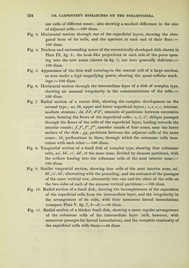 nar cells of different zones ; also showing a marked difference in the size of adjacent cells :—100 diam. Fig. 3. Horizontal section through one of the superficial layers, showing the elon- gated form of its cells, and the aperture at each end of their floor: — 100 diam. Fig. 4. Nucleus and surrounding zones of the excentrically-developed disk shown in Plate IX. fig. 3; the beak-like projections at each side of the pores open- ing into the new zones (shown in fig. 1) are here generally deficient:— 100 diam. Fig. 5. Appearance of the thin wall covering-in the central cell of a large nucleus, as seen under a high magnifying power, showing the quasi-cellular mark- ings :—100 diam. Fig. 6. Horizontal section through the intermediate layer of a disk of complex type, showing an unusual irregularity in the communications of the cells:— 100 diam. Fig. 7* Radial section of a recent disk, showing the complex development on the normal type ; act, bb, upper and lower superficial layers ; c, c, c, c, interme- mediate stratum; dd, d'd', dd, summits of partitions between successive zones, forming the floors of the superficial cells; e, e', e, oblique passages through the floors of the cells of the superficial layer, leading towards the annular canals; annular canals of four zones, near the lower surface of the disk ; gg, partitions between the adjacent cells of the same zones; hh, perforations in these, through which the columnar cells inos- culate with each other:—100 diam. Fig. 8. Tangential section of a fossil disk of complex type, showing four columnar cells, ad, bb', cd, dd', of the same zone, divided by sinuous partitions, with the orifices leading into the columnar cells of the next interior zone:— 100 diam. Fig. 9. Similar tangential section, showing four cells of the next interior zone, ad, bb',cc',dd', alternating with the preceding, and the entrance of the passages of the same vertical row, alternately into one and the other of the cells on the two sides of each of the sinuous vertical partitions:—100 diam. Fig. 10. Radial section of a fossil disk, showing the incompleteness of the separation of the superficial cells from the intermediate layer, and the irregularity in the arrangement of its cells, with their numerous lateral inosculations (compare Plate V. fig. 7, b—d):—48 diam. Fig. 11. Radial section of a thicker fossil disk, showing a more regular arrangement of the columnar cells of the intermediate layer (still, however, with numerous passages for lateral inosculation), and the complete continuity of the superficial cells with these:—48 diam.
