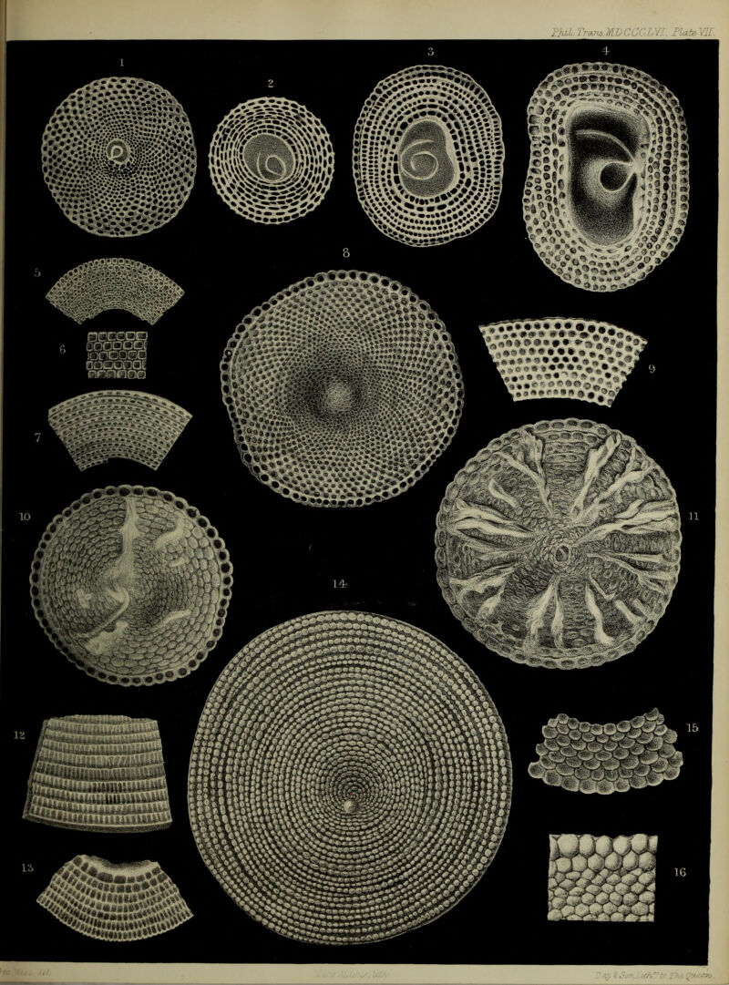 Phil. Trans. MD CCCL VI. Plate, W. k* -;...v .•*♦ 'J Efe«5«l fe VOT ti'!<l\\ 'Mill L\> 1% kV’.v.**' ^'w»* *\**\*S/St IkSsSSSaSitti’ SjgPtiS □eccqp OOODOCC oncoGG OODODQL' nrpiinnG H } 4- 4