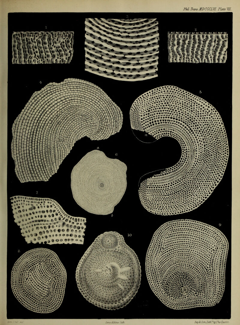 •;.* v• L ' '****u'*-*4 ■ikU *• - y*: *; »*• • •*.V.V»v*»** *‘ Ws.. • •••*, |V* o v * a Tj f » a ^> . • „ * i % * * w * ” V, ^ VX' '.»•*.* •:•••>> • *. ♦.w? • •. • *V/-; : • i Day !c SonlitkD’tqThe (faeen- LznsAlcLmu,