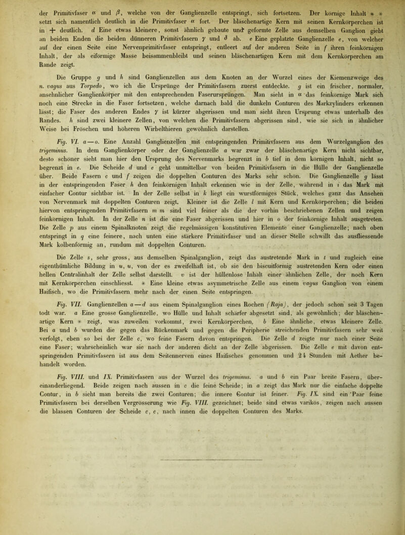der Primitivfaser « und ß, welche von der Ganglienzelle entspringt, sich fortsetzen. Der körnige Inhalt * * setzt sich namentlich deutlich in die Primitivfaser « fort. Der blaschenartige Kern mit seinen Kernkörperchen ist in + deutlich, d Eine etwas kleinere, sonst ähnlich gebaute und* geformte Zelle aus demselben Ganglion giebt an beiden Enden die beiden dünneren Primitivfasern y und $ ab. e Eine geplatzte Ganglienzelle e, von welcher auf der einen Seite eine Nervenprimitivfaser entspringt, entleert auf der anderen Seite in f ihren feinkörnigen Inhalt, der als eiförmige Masse beisammenbleibt und seinen bläschenartigen Kern mit dem Kernkörperchen am Rande zeigt. Die Gruppe g und h sind Ganglienzellen aus dem Knoten an der Wurzel eines der Kiemenzweige des n. vagus aus Torpedo, wo ich die Ursprünge der Primitivfasern zuerst entdeckte, g ist ein frischer, normaler, ansehnlicher Ganglienkörper mit den entsprechenden Faserursprüngen. Man sieht in « das feinkörnige Mark sich noch eine Strecke in die Faser fortsetzen, welche darnach bald die dunkeln Conturen des Markzylinders erkennen lässt; die Faser des anderen Endes y ist kürzer abgerissen und man sieht ihren Ursprung etwas unterhalb des Randes. h sind zwei kleinere Zellen, von welchen die Primitivfasern abgerissen sind, wie sie sich in ähnlicher Weise bei Fröschen und höheren Wirbelthieren gewöhnlich darstellen. Fig. VI. a — o. Eine Anzahl Ganglienzellen mit entspringenden Primitivfasern aus dem Wurzelganglion des trigeminus. In dem Ganglienkörper oder der Ganglienzelle a war zwar der bläschenartige Kern nicht sichtbar, desto schöner sieht man hier den Ursprung des Nervenmarks begrenzt in b tief in dem körnigen Inhalt, nicht so begrenzt in e. Die Scheide d und e geht unmittelbar von beiden Primitivfasern in die Hülle der Ganglienzelle über. Beide Fasern c und f zeigen die doppelten Conturen des Marks sehr schön. Die Ganglienzelle g lässt in der entspringenden Faser h den feinkörnigen Inhalt erkennen wie in der Zelle, während in i das Mark mit einfacher Contur sichtbar ist. In der Zelle selbst in k liegt ein wurstförmiges Stück, welches ganz das Ansehen von Nervenmark mit doppelten Conturen zeigt. Kleiner ist die Zelle l mit Kern und Kernkörperchen; die beiden hiervon entspringenden Primitivfasern m m sind viel feiner als die der vorhin beschriebenen Zellen und zeigen feinkörnigen Inhalt. In der Zelle n ist die eine Faser abgerissen und hier in o der feinkörnige Inhalt ausgetreten. Die Zelle p aus einem Spinalknoten zeigt die regelmässigen konstitutiven Elemente einer Ganglienzelle; nach oben entspringt in q eine feinere, nach unten eine stärkere Primitivfaser und an dieser Stelle schwillt das ausfliessende Mark kolbenförmig an, rundum mit doppelten Conturen. Die Zelle s, sehr gross, aus demselben Spinalganglion, zeigt das austretende Mark in t und zugleich eine eigentümliche Bildung in u, u, von der es zweifelhaft ist, ob sie den biscuitförmig austretenden Kern oder einen hellen Centralinhalt der Zelle selbst darstellt, v ist der hüllenlose Inhalt einer ähnlichen Zelle, der noch Kern mit Kernkörperchen einschliesst. # Eine kleine etwas asymmetrische Zelle aus einem vagus Ganglion von einem Haifisch, wo die Primitivfasern mehr nach der einen Seite entspringen. Fig. VII. Ganglienzellen a — d aus einem Spinalganglion eines Rochen (Raja), der jedoch schon seit 3 Tagen todt war. a Eine grosse Ganglienzelle, wo Hülle und Inhalt schärfer abgesetzt sind, als gewöhnlich; der bläschen- artige Kern * zeigt, was zuweilen vorkommt, zwei Kernkörperchen, b Eine ähnliche, etwas kleinere Zelle. Bei a und 6 wurden die gegen das Rückenmark und gegen die Peripherie streichenden Primitivfasern sehr weit verfolgt, eben so bei der Zelle c, wo feine Fasern davon entspringen. Die Zelle d zeigte nur nach einer Seite eine Faser; wahrscheinlich war sie nach der anderen dicht an der Zelle abgerissen. Die Zelle e mit davon ent- springenden Primitivfasern ist aus dem Seitennerven eines Haifisches genommen und 2 4 Stunden mit Aether be- handelt worden. Fig. VIII. und IX. Primitivfasern aus der Wurzel des trigeminus. a und 6 ein Paar breite Fasern, über- einanderliegend. Beide zeigen nach aussen in c die feine Scheide; in a zeigt das Mark nur die einfache doppelte Contur, in b sieht man bereits die zwei Conturen; die innere Contur ist feiner. Fig. IX* sind ein'Paar feine Primitivfasern bei derselben Yergrösserung wie Fig. VIII. gezeichnet; beide sind etwas varikös, zeigen nach aussen die blassen Conturen der Scheide c, c, nach innen die doppelten Conturen des Marks.