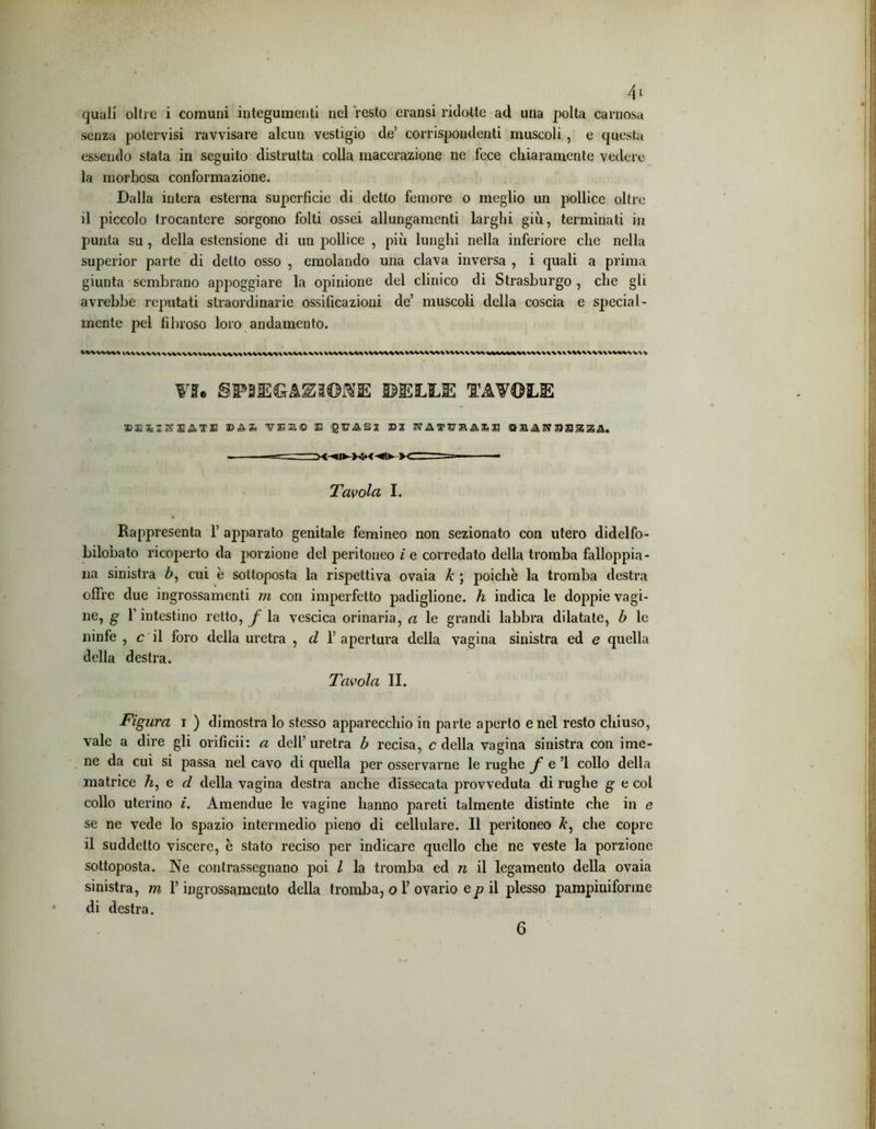 quali olire i comuni integumenti nel resto eransi ridotte ad una polta carnosa senza potervisi ravvisare alcun vestigio de5 corrispondenti muscoli , e questa essendo stata in seguito distrutta colla macerazione ne fece chiaramente vedere la morbosa conformazione. Dalla intera esterna superficie di detto femore o meglio un pollice oltre il piccolo trocantere sorgono folti ossei allungamenti larghi giù, terminati in punta su , della estensione di un pollice , più lunghi nella inferiore che nella superior parte di detto osso , emolando una clava inversa , i quali a prima giunta sembrano appoggiare la opinione del clinico di Strasburgo , che gli avrebbe reputati straordinarie ossificazioni de’ muscoli della coscia e special- mente pel fibroso loro andamento. I UWWV»%%%%%%«%«%%\\\%\ WWXWWWWWV VI# SPIEGAZIONE ©ELEE TAVOLE BESSSSAfI fE30 E igE&Sj B3 SA5SBASB G B,4 S? SE3Z A. Tavola I. * . Il Rappresenta 1’ apparato genitale femineo non sezionato con utero didelfo- bilobato ricoperto da j)orzione del peritoneo i e corredato della tromba falloppia- na sinistra ù, cui è sottoposta la rispettiva ovaia k ; poiché la tromba destra offre due ingrossamenti ni con imperfetto padiglione, h indica le doppie vagi- ne^ l’intestino retto, f la vescica orinaria, a le grandi labbra dilatate, b le ninfe , c il foro della uretra , d 1’ apertura della vagina sinistra ed e quella della destra. Tavola II. . i ■ ( . r Figura i ) dimostra lo stesso apparecchio in parte aperto e nel resto chiuso, vale a dire gli orificii: a cieli’ uretra b recisa, c della vagina sinistra con ime- ne da cui si passa nel cavo di quella per osservarne le rughe f e ’l collo della matrice h, e d della vagina destra anche dissecata provveduta di rughe g e col collo uterino i. Amendue le vagine hanno pareti talmente distinte che in e se ne vede lo spazio intermedio pieno di cellulare. Il peritoneo k, che copre il suddetto viscere, è stato reciso per indicare quello che ne veste la porzione sottoposta. Ne contrassegnano poi l la tromba ed n il legamento della ovaia sinistra, m l’ingrossamento della tromba, o I’ ovario e p il plesso pampiniforme di destra. 6