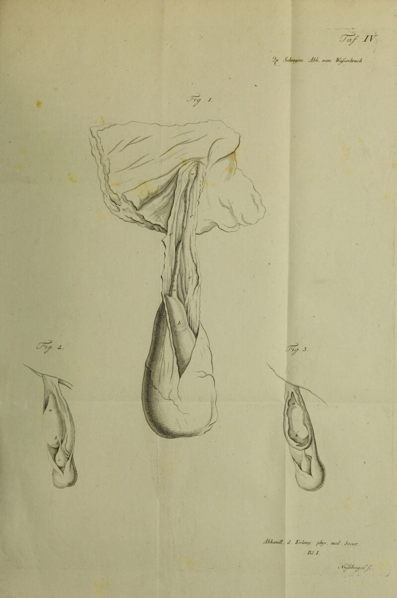 IV. AlAancß. d. f. rinnt?, plus. med.. Scaet DJ. I. t rtAlrtyr/A^c. 2it ScAreqers Alk. vom Wödser/ruc/