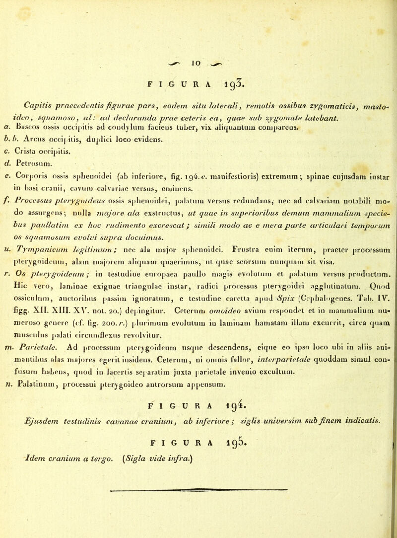 ^ IO FIGURA ig3. Capitis praecedentis figurae pars, eodem situ laterali, remotis ossibus zygomaticis, masto- ideo, squamoso, al: ad declaranda prae ceteris ea, quae sub zygomate latebant. a. Baseos ossis occipitis ad condylum faciens tuber, vix aliquantum comparetis. b. b. Areus oceij itis, duplici loco evidens. c. Crista occipitis. d. Pet rosum. e. Cor, toris ossis sphenoidei (ab inferiore, fig. 194.<?. manifestioris) extremum; spinae cujusdam instar in basi cranii, cavum calvariae versus, eminens. f. Processus pterygoideus ossis sphenoidei, palatum versus redundans, nec ad calvariam notabili mo- do assurgens; nulla majore ala exstructus, ut quae in superioribus demum mammalium specie- bus paullatirn ex hoc rudimento excrescat; simili modo ac e mera parte articulari temporum os squamosum evolvi supra docuimus. u. Tympanicum legitimum; nec ala major sphenoidei. Frustra enim iterutn, praeter processum pterygoideum, alam majorem aliquam quaerimus, ut quae seorsum nunquam sit visa. r. Os pterygoideum; in lestudiue europaea paullo magis evolutum et palatum versus productum. Hic vero, laminae exiguae triangulae instar, radici processus pterygoidei agglutinatum. Quod ossiculum, auctoribus passim ignoratum, e testudine caretla apud Spix (Cephalogenes. Tah. IV. figg. XII. XIII. X\r. nol. 20.) depingitur. Ceterum omoideo avium respondet et in mammalium nu- meroso genere (cf. fig. 200. r.) plurimum evolutum in laminam hamatam illarn excurrit, circa quam musculus palati circumflexus revolvitur. m. Parietale. Ad processum pterygoideum usque descendens, eique eo ipso loco ubi in aliis ani- mantibus alas majores egerit insidens. Ceterum, ni omnis fallor, interparietale quoddam simul con- fusum habens, quod in lacertis separatim juxta parietale invenio excultum. n. Palatinum, processui pterygoideo antrorsum appensum. FIGURA ig4. Ejusdem testudinis cavanae cranium, ab inferiore , siglis universim sub finetn indicatis. FIGURA ig5. Idem cranium a tergo. [Sigla vide infra.)