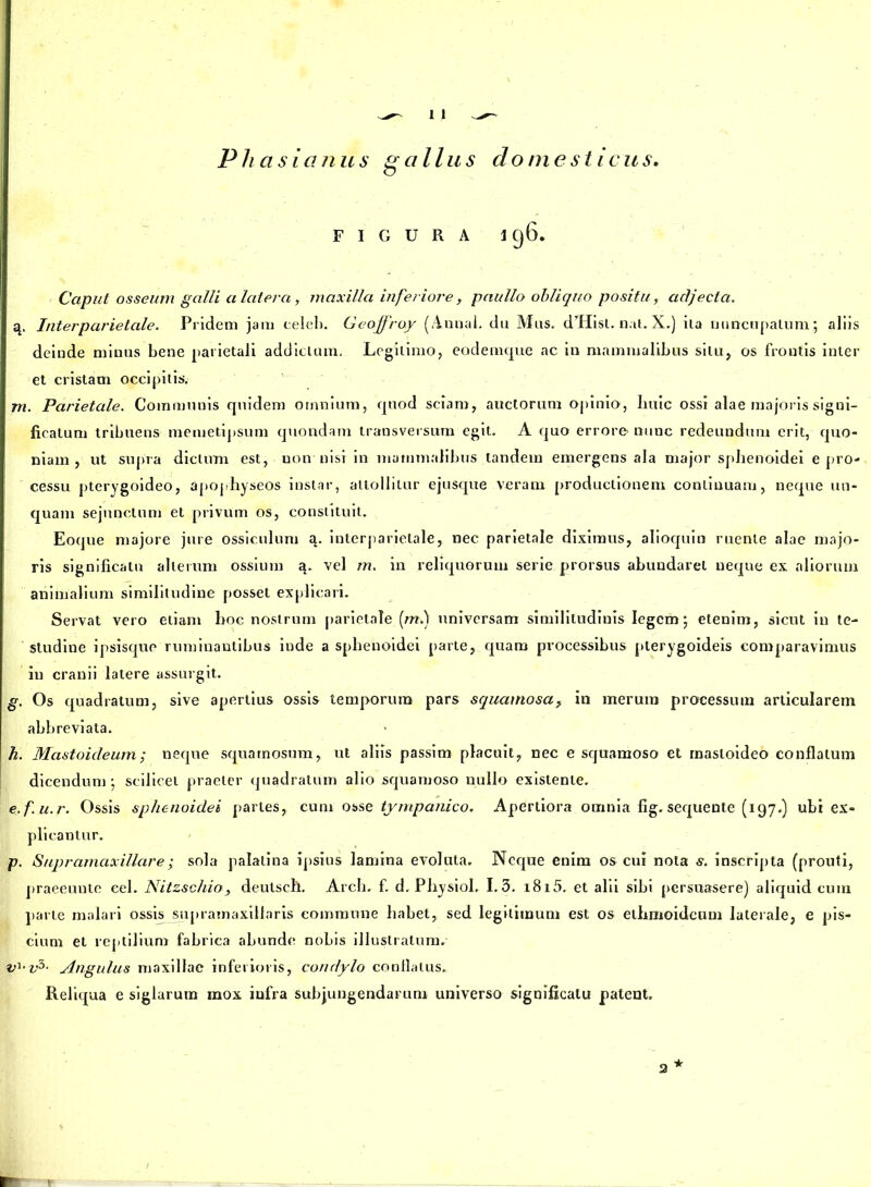 P ha sia n u s g a ll us domesticus. FIGURA 396. Caput osseum galli a latera, maxilla inferiore , paullo obliquo positu, adjecta. q. Interparietale. Pridem jam celeb. Geoffray (Annal. du Mus. d’Hist. nat. X.) iia nuncupatum ; aliis deinde minus bene parietali addictum. Legitimo, eodemque ac in mammalibus situ, os frontis inter et cristam occipitis. m. Parietale. Communis quidem omnium, quod sciam, auctorum opinio, huic ossi alae majoris signi- ficatum tribuens memetipsum quondam transversum egit. A quo errore nunc redeundum erit, quo- niam , ut supra dictum est, non'nisi in mammalibus tandem emergens ala major sphenoidei e pro- cessu pterygoideo, apophyseos instar, attollitur ejusque veram productionem continuam, neque un- quam sejunctum et privum os, constituit. Eoque majore jure ossiculum q. interparietale, nec parietale diximus, alioquin ruente alae majo- ris significatu alterum ossium q. vel m. in reliquorum serie prorsus abundaret neque ex aliorum animalium similitudine posset explicari. Servat vero etiam hoc nostrum parietale (m.) universam similitudinis legem; etenim, sicut in te- studine ipsisque ruminantibus inde a sphenoidei parte, quam processibus pterygoideis comparavimus iu cranii latere assurgit. g. Os quadratum, sive apertius ossis temporum pars squamosa, in merum processum articularem abbreviata. h. Mastoideum; neque squamosum, ut aliis passim placuit, nec e squamoso et mastoideo conflatum dicendum ; scilicet praeter quadratum alio squamoso nullo existente. e.f.u.r. Ossis sphenoidei partes, cum osse tympanico. Apertiora omnia fig. sequente (197,) ubi ex- plicantur. p. Supramaxillare; sola palalina ipsius lamina evoluta. Neque enim os cui nola s. inscripta (prouti, praeeuute eel. Nitzschio, deulsch. Arch. f. d. Physiol. 1.3. i8i5. et alii sibi persuasere) aliquid cum parte malari ossis supramaxillaris commune habet, sed legitimum est os elhmoideum laterale, e pis- cium et reptilium fabrica abunde nobis illustratum. vi.v5. Angulus maxillae inferioris, condylo conflatus. Reliqua e siglarum mox infra subjungendarum universo significatu patent. 2 *