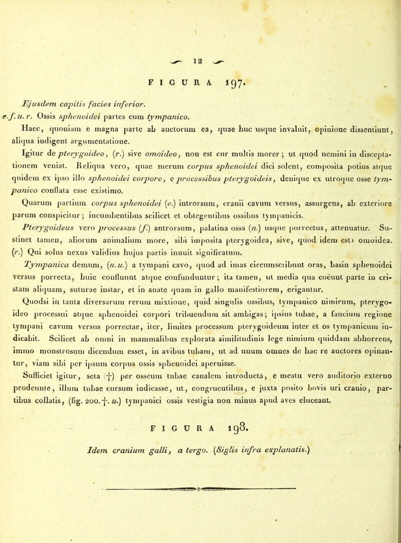 FIGURA 1Q7» Ejusdem capitis facies inferior, e.f. u. r. Ossis sphenoidei partes cum tympanico. Haec, quoniam e magna parte ab auctorum ea, quae huc usque invaluit, opinione dissentiunt, aliqua indigent argumentatione. Igitur de pterygoideo, (r.) sive omoideo, non est cur multis morer; ut quod nemini in discepta- tionem veniat. Reliqua vero, quae merum corpus sphenoidei dici solent, composita potius atque quidem ex ipso illo sphenoidei corpore, e processibus pterygoideis, denique ex utroque osse tym- panico conflata esse existimo. Quarum partium corpus sphenoidei (e.) introrsum, cranii cavum versus, assurgens, ab exteriore parum conspicitur; incumbentibus scilicet et obtegentibus ossibus tympanicis. Pterygoideus vero processus [f.) antrorsum, palatina ossa (n.) usque porrectus, attenuatur. Su- stinet tamen, aliorum animalium more, sibi imposita pterygoidea, sive, quod idem eslj omoidea. (r.) Qui solus nexus validius hujus partis innuit significatum. Tympanica demum, (u.u,) a tympani cavo, quod ad imas circumscribunt oras, basin sphenoidei versus porrecta, huic confluunt atque confunduntur; ita tamen, ut media qua coeunt parte in cri- stam aliquam, suturae instar, et in anate quam in gallo manifestiorem, erigantur, Quodsi in tanta diversarum rerum mixtione, quid singulis ossibus, tympanico nimirum, pterygo- ideo processui atque sphenoidei corpori tribuendum sit ambigas; ipsius tubae, a faucium regione tympani cavum versus porrectae, iter, limites processum pterygoideum inter et os tympanicum in- dicabit. Scilicet ab omui in mammalibus explorata similitudinis lege nimium quiddam abhorrens, immo monstrosum dicendum esset, in avibus tubam, ut ad unum omnes de hac re auctores opinan- tur, viam sibi per ipsum corpus ossis sphenoidei aperuisse. Sufficiet igitur, seta f-j-) per osseum tubae canalem introducta, e meatu vero auditorio externo prodeunte, illum tubae cursum indicasse, ut, congruentibus, e juxta posito bovis uri cranio, par- tibus collalis, (fig. 200.-j-. u.) tympanici ossis vestigia non minus apud aves eluceant. v ' , ' FIGURA 198. Idem cranium galli, a tergo. (Siglis infra explanatis.) n.