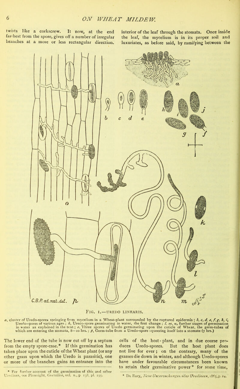 twists like a corkscrew. It now, at the end interior of the leaf through the stomata. Once inside farihest from the spore, gives off a number of irregular the leaf, the mycelium is in its proper soil and branches at a more or less rectangular direction. luxuriates, as before said, by ramifying between the C.B.P. adL.nat.dd. Jb Fig, i.—uredo linearis. a, cluster of Uredo-spores springing from mycelium in a Wheat-plant surrounded by the ruptured epidermis ; b, c, d. e,fsg, k, /, Uredo-spores of various ages ; k, Ureao-spore germinating in water, the first change ; /, m, u, further stages of germination in water as explained in the text; o, Three spores of Uredo germinating upon the cuticle of Wheat, the germ-tubes of which are entering the stomata, 8—10 hrs.; p, Germ-tube from a Uredo-spore squeezing itself into a stomate (7 hrs.) The lower end of the tube is now cut off by a septum from the empty spore-case.* If this germination has taken place upon the cuticle of the Wheat plant (or any other grass upon which the Uredo is parasitic), one or more of the branches gains an entrance into the * For further account of the germination of this and other Uredines, see Plowright, Grevil lea, vol. x., p. 138, pi. 159. cells of the host - plant, and in due course pro- duces Uredo-spores. But the host plant does not live for ever; on the contrary, many of the grasses die down in winter, and although Uredo-spores have under favourable circumstances been known to retain their germinative power* for some time, * Dt Bary, Neue Untersuchungen titer Uredineen, i865,p. 24.