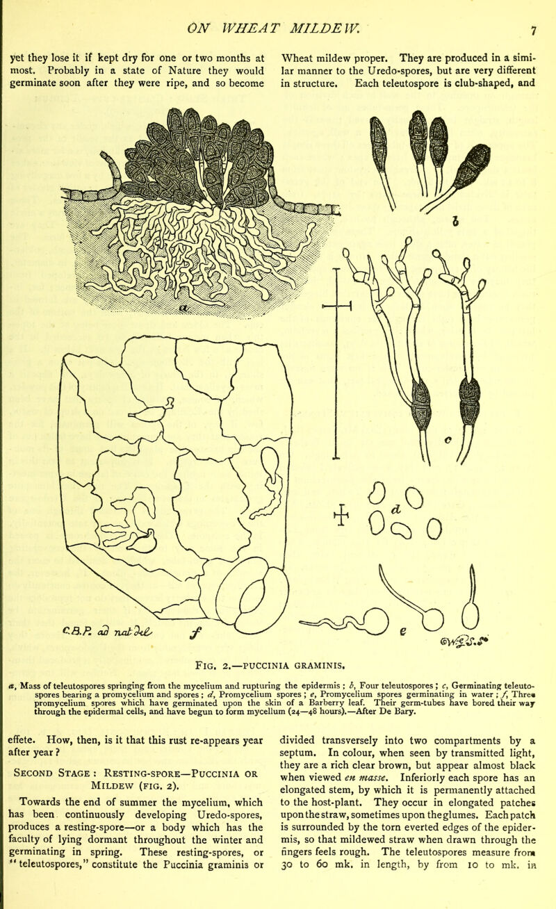 yet they lose it if kept dry for one or two months at most. Probably in a state of Nature they would germinate soon after they were ripe, and so become Wheat mildew proper. They are produced in a simi- lar manner to the Uredo-spores, but are very different in structure. Each teleutospore is club-shaped, and Fig, 2.—puccinia graminis. a, Mass of teleutospores springing from the mycelium and rupturing the epidermis ; b, Four teleutosporesJ c, Germinating teleuto- spores bearing a promycelium and spores ; d, Promycelium spores ; e. Promycelium spores germinating in water ; f, Three promycelium spores which have germinated upon the skin of a Barberry leaf. Their germ-tubes have bored their way through the epidermal cells, and have begun to form mycelium (24—48 hours).—After De Bary. effete. How, then, is it that this rust re-appears year after year ? Second Stage : Resting-spore—Puccinia or Mildew (fig. 2). Towards the end of summer the mycelium, which has been continuously developing Uredo-spores, produces a resting-spore—or a body which has the faculty of lying dormant throughout the winter and germinating in spring. These resting-spores, or “ teleutospores,” constitute the Puccinia graminis or divided transversely into two compartments by a septum. In colour, when seen by transmitted light, they are a rich clear brown, but appear almost black when viewed en masse. Inferiorly each spore has an elongated stem, by which it is permanently attached to the host-plant. They occur in elongated patches upon the straw, sometimes upon the glumes. Each patch is surrounded by the torn everted edges of the epider- mis, so that mildewed straw when drawn through the fingers feels rough. The teleutospores measure front 30 to 60 mk. in length, by from 10 to mk. in