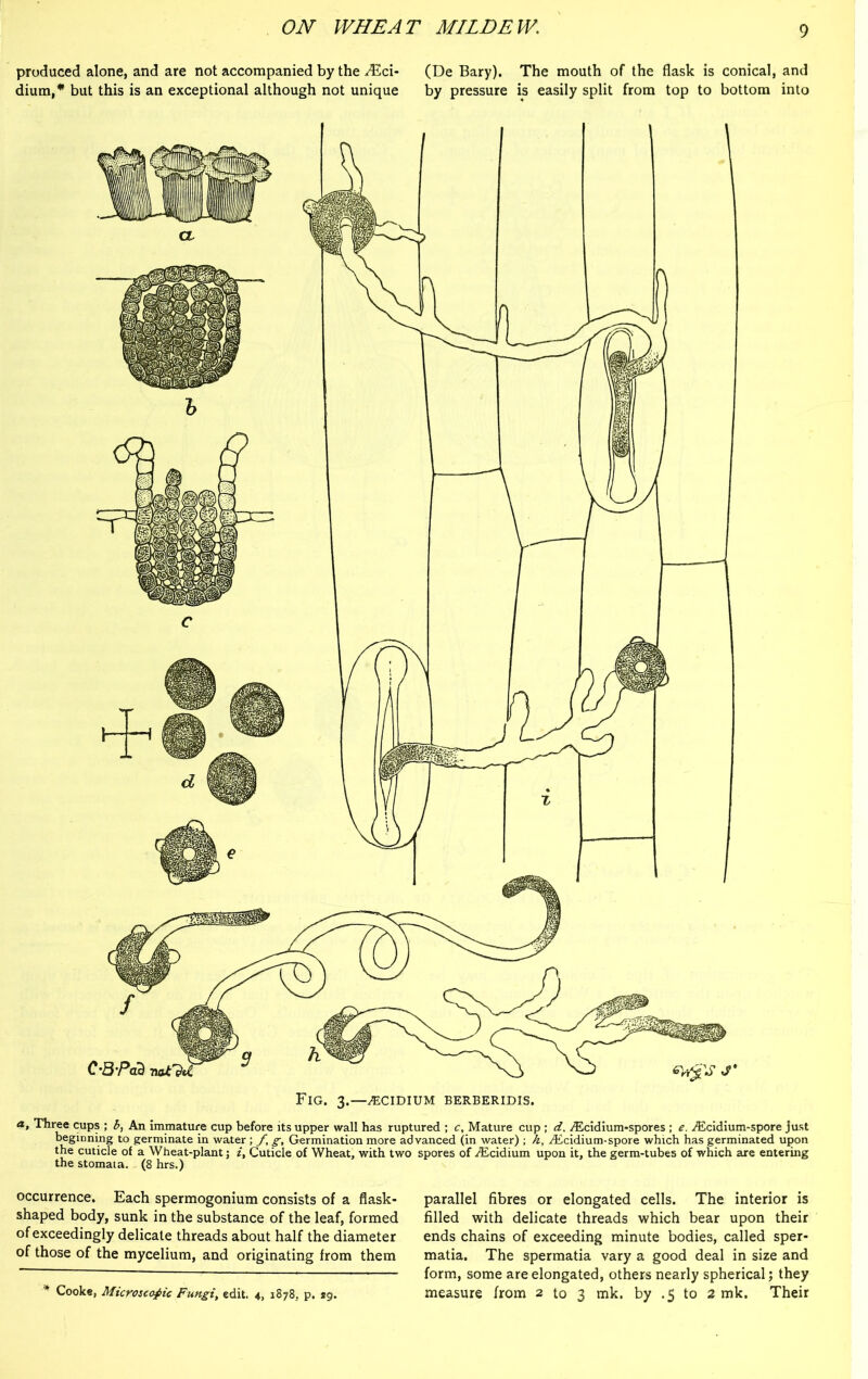 produced alone, and are not accompanied by the Mc.\~ (De Bary). The mouth of the flask is conical, and dium,* but this is an exceptional although not unique by pressure is easily split from top to bottom into Fig. 3.—^ecidium berberidis. a, Three cups ; b, An immature cup before its upper wall has ruptured ; c. Mature cup ; d. yEcidium-spores ; e. /Ecidium-spore just beginning to germinate in water; f, g, Germination more advanced (in water) ; k, ^Ecidium-spore which has germinated upon the cuticle of a Wheat-plant; i. Cuticle of Wheat, with two spores of ./Ecidium upon it, the germ-tubes of which are entering the stomata. (8 hrs.) occurrence. Each spermogonium consists of a flask- shaped body, sunk in the substance of the leaf, formed of exceedingly delicate threads about half the diameter of those of the mycelium, and originating from them * Cooke, Microscopic Fungi, edit. 4, 1878, p. sg. parallel fibres or elongated cells. The interior is filled with delicate threads which bear upon their ends chains of exceeding minute bodies, called sper- matia. The spermatia vary a good deal in size and form, some are elongated, others nearly spherical; they measure from 2 to 3 mk. by .5 to 2 mk. Their