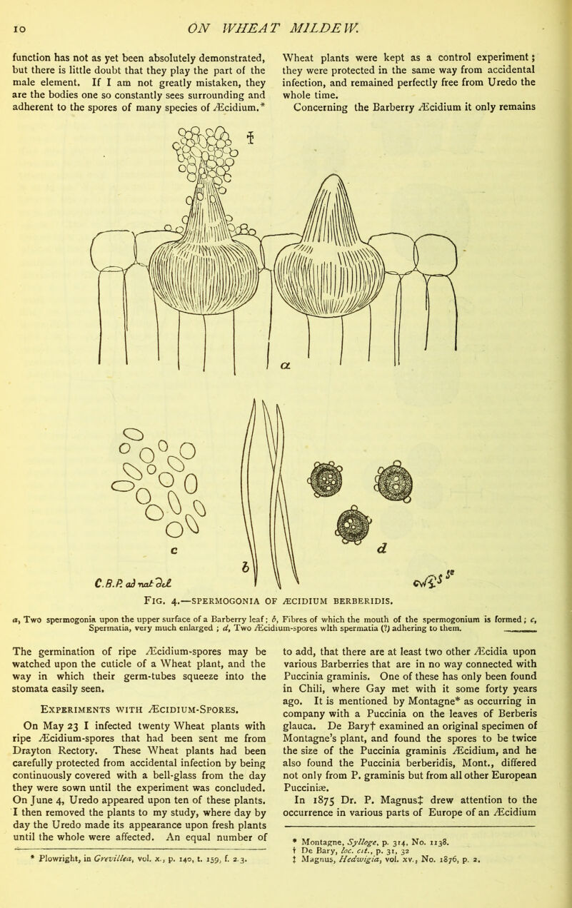 function has not as yet been absolutely demonstrated, but there is little doubt that they play the part of the male element. If I am not greatly mistaken, they are the bodies one so constantly sees surrounding and adherent to the spores of many species of ^Ecidium.* Wheat plants were kept as a control experiment; they were protected in the same way from accidental infection, and remained perfectly free from Uredo the whole time. Concerning the Barberry ^cidium it only remains Fig. 4.—spermogonia of ^ecidium berberidis. a, Two spermogonia upon the upper surface of a Barberry leaf; b, Fibres of which the mouth of the spermogonium is formed ; c, Spermatia, very much enlarged ; d. Two /Ecidium-spores with spermatia ('!) adhering to them. The germination of ripe Aicidium-spores may be watched upon the cuticle of a Wheat plant, and the way in which their germ-tubes squeeze into the stomata easily seen. Experiments with ^Ecidium-Spores. On May 23 I infected twenty Wheat plants with ripe iEcidium-spores that had been sent me from Drayton Rectory. These Wheat plants had been carefully protected from accidental infection by being continuously covered with a bell-glass from the day they were sown until the experiment was concluded. On June 4, Uredo appeared upon ten of these plants. I then removed the plants to my study, where day by day the Uredo made its appearance upon fresh plants until the whole were affected. An equal number of * Plowright, in Grevillea, vol. x., p. 140, t. 159, f. 2.3. to add, that there are at least two other yEcidia upon various Barberries that are in no way connected with Puccinia graminis. One of these has only been found in Chili, where Gay met with it some forty years ago. It is mentioned by Montagne* as occurring in company with a Puccinia on the leaves of Berberis glauca. De Baryf examined an original specimen of Montagne’s plant, and found the spores to be twice the size of the Puccinia graminis ^Ecidium, and he also found the Puccinia berberidis, Mont., differed not only from P. graminis but from all other European Puccinise. In 1875 Dr. P. MagnusJ drew attention to the occurrence in various parts of Europe of an yEcidium * Montagne, Sylloge, p. 314, No. 1138. t De Bary, loc. cit., p. 31, 32 t Magnus, Hedwigia) vol. xv., No. 1876, p. 2.