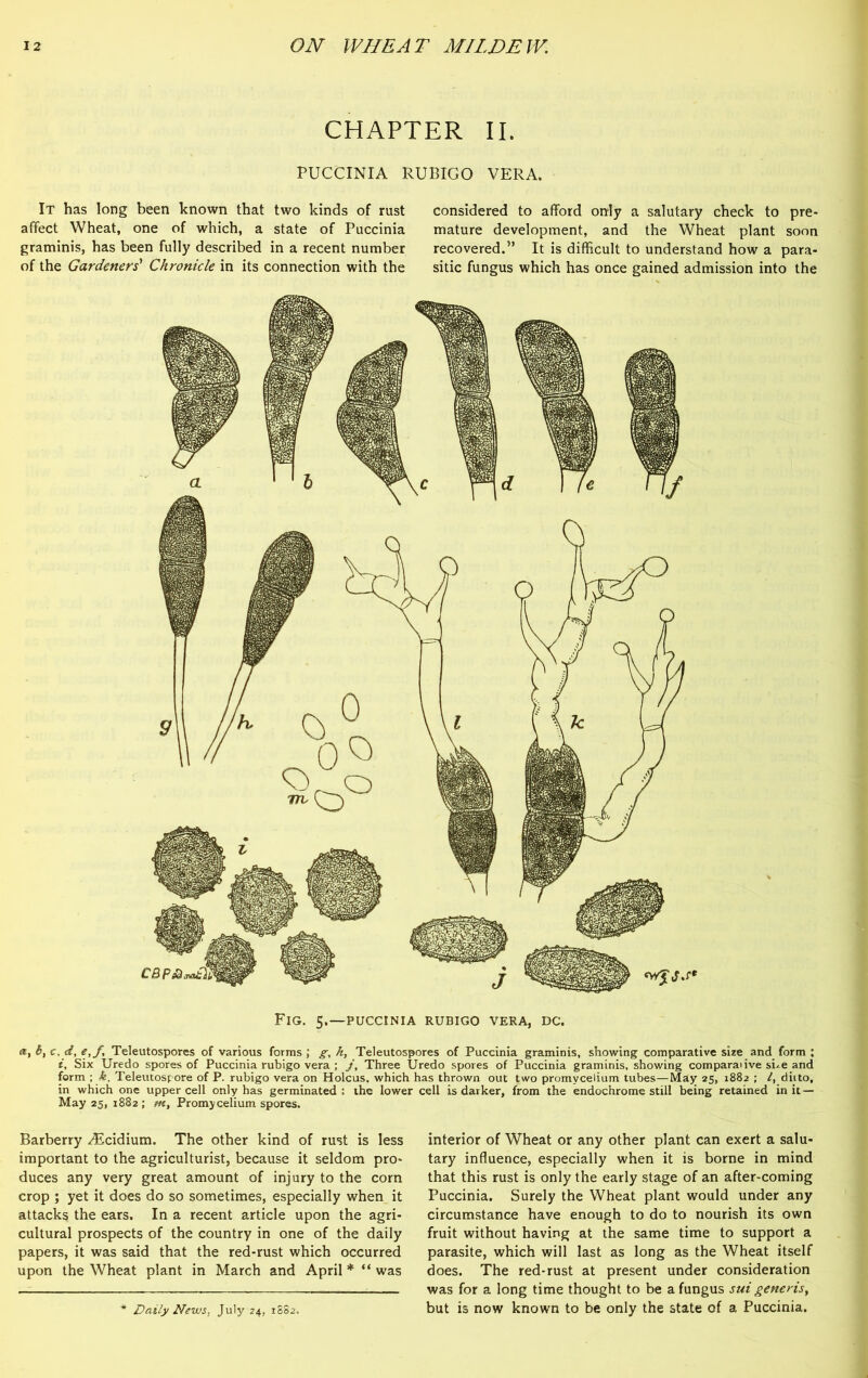 CHAPTER II. PUCCINIA RUBIGO VERA. It has long been known that two kinds of rust affect Wheat, one of which, a state of Puccinia graminis, has been fully described in a recent number of the Gardeners' Chronicle in its connection with the considered to afford only a salutary check to pre- mature development, and the Wheat plant soon recovered.” It is difficult to understand how a para- sitic fungus which has once gained admission into the Fig. 5.—puccinia rubigo vera, dc. a, 6, c, d, e,f, Teleutospores of various forms ; g, h, Teleutospores of Puccinia graminis, showing comparative size and form ; i, Six Uredo spores of Puccinia rubigo vera ; j. Three Uredo spores of Puccinia graminis, showing comparaiive sue and form ; k, Teleutospore of P. rubigo vera on Holcus. which has thrown out two promycelium tubes—May 25, 1882 ; /, ditto, in which one upper cell only has germinated : the lower cell is darker, from the endochrome still being retained in it — May 25, 1882 ; m, Promycelium spores. Barberry ^Ecidium. The other kind of rust is less important to the agriculturist, because it seldom pro- duces any very great amount of injury to the corn crop ; yet it does do so sometimes, especially when it attacks the ears. In a recent article upon the agri- cultural prospects of the country in one of the daily papers, it was said that the red-rust which occurred upon the Wheat plant in March and April * “ was interior of Wheat or any other plant can exert a salu- tary influence, especially when it is borne in mind that this rust is only the early stage of an after-coming Puccinia. Surely the Wheat plant would under any circumstance have enough to do to nourish its own fruit without having at the same time to support a parasite, which will last as long as the Wheat itself does. The red-rust at present under consideration was for a long time thought to be a fungus sui generist but is now known to be only the state of a Puccinia. Daily News, July 24, 1882.
