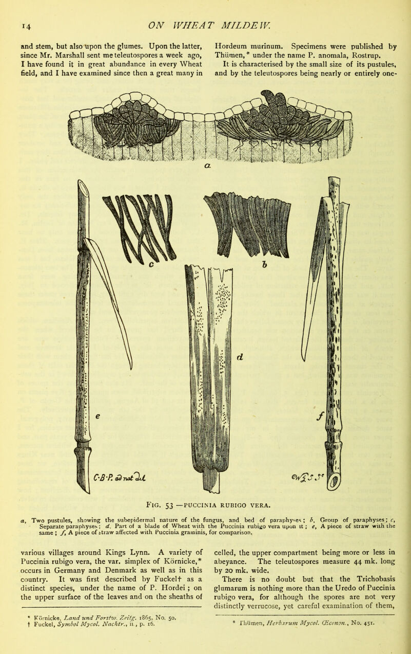 and stem, but also upon the glumes. Upon the latter, since Mr. Marshall sent me teleutospores a week ago, I have found it in great abundance in every Wheat field, and I have examined since then a great many in Hordeum murinum. Specimens were published by Thiimen, * under the name P. anomala, Rostrup. It is characterised by the small size of its pustules, and by the teleutospores being nearly or entirely one- Fig. 53 —puccinia rubigo vera. a, Two pustules, showing the subepidermal nature of the fungus, and bed of paraphyses; b. Group of paraphyses; c, Separate paraphyses; d. Part of a blade of Wheat with the Puccinia rubigo vera upon it; e, A piece of straw with the same ; f A piece of straw affected with Puccinia graininis, for comparison. various villages around Kings Lynn. A variety of Puccinia rubigo vera, the var. simplex of Kornicke,* occurs in Germany and Denmark as well as in this country. It was first described by Fuckelf as a distinct species, under the name of P. Hordei ; on the upper surface of the leaves and on the sheaths of * Kornicke, Land und Forslw. Zeitg. 1865, No. 50. t Fuckel, Symbol Mycol. Nachtr., it., p. 16. celled, the upper compartment being more or less in abeyance. The teleutospores measure 44 mk. long by 20 mk. wide. There is no doubt but that the Trichobasis glumarum is nothing more than the Uredo of Puccinia rubigo vera, for although the spores are not very distinctly verrucose, yet careful examination of them, * rhumen, Herb arum Mycol. CEconon., No. 451.