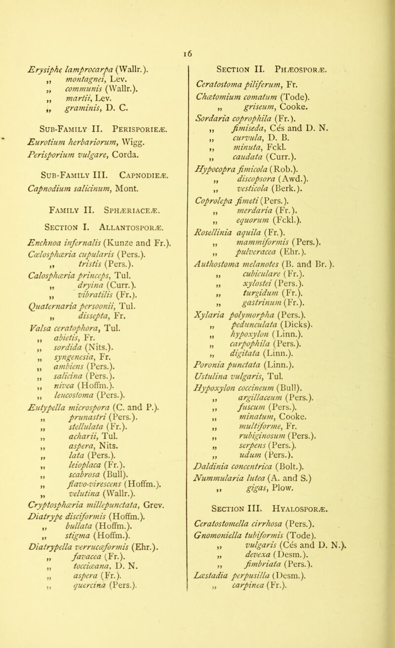 Erysiphe lamprocarpa (Wallr.). ,, montagnei, Lev. „ communis (Wallr.). „ martii. Lev. „ graminis, D. C. Sub-Family II. Perisporie^e. Eurotium herbariomm, Wigg. Perisporium vulgare, Corda. Sub-Family III. Capnodie^e. Capnodiu?n salici?ium} Mont. Family II. SpH/EriacEjE. Section I. Allantospor;e. Enchnoa infernalis (Kunze and Fr.). Ccelosphceria cupular is (Pers.). „ tristis (Pers.). Calosphceria prbiceps, Tul. „ dryina (Curr.). „ vibratilis (Fr.). Quaternaria persoonii, Tul. „ dissepta, Fr, Vais a ceratophora, Tul. ,, abietis, Fr. „ sordida (Nits.). „ syngenesia, Fr. „ ambiens (Pers.). „ salicina (Pers.). ,, nivea (Hoffm.). ,, leucosioma (Pers.). Eutypella microspora (C. and P.). „ prunastri (Pers.). „ stellulata (Fr.). „ acharii, Tul. ,, asp era, Nits. „ lata (Pers.). „ leioplaca (Fr.). „ scabrosa (Bull). „ flavo-virescens (Hoffm.), „ velutina (Wallr.). Cryptospliceria millepiinctata, Grev. Diatrype disciformis (Hoffm.). „ bullata (Hoffm.). „ stigma (Hoffm.). Diatrypella verrucoeformis (Ehr.). „ favacea (Fr.). „ tocciceana, D. N. „ aspera (Fr.). ,, quercina (Pers.). Section II. PH^EOspoRiE. Ceratosto?na piliferum, Fr. Chcetomium comatum (Tode). „ griseum, Cooke. Sordaria coprophila (Fr.). „ fimiseda, Ces and D. N. „ curvula, D. B. ,, minuta, Fckl. „ caudata (Curr.). Hypocopra Jimicola (Rob.). „ discopsora (Awd.). „ vesticola (Berk.). Coprolepa fimeti{Pers.). „ merdaria (Fr.). „ equorum (Fckl.). Rosellinia aquila (Fr.). ,, mafnmi/ormis (Pers.). ,, pulveracea (Ehr.). Authostoma melanotes (B. and Br.). „ cubiculare (Fr.). „ xylostei (Pers.). „ turgidum (Fr.). „ gastriniun (Fr.). Xylaria polymorpha (Pers.). „ pedunculata (Dicks). „ hypoxy Ion (Linn.). „ carpophila (Pers.). „ digitata (Linn.). Poronia punctata (Linn.). Ustulina vulgaris, Tul. Hy poxy Ion coccineum (Bull). „ argillaceum (Pers.). ,, fuscum (Pers.). ,, minatum, Cooke. „ multiforme, Fr. „ rubiginosum (Pers.). „ serpens (Pers.). ,, udum (Pers.). Daldinia concentrica (Bolt.). Nummularia lutea (A. and S.) „ gigas, Plow. Section III. Hyalospor^e. Ceratostomella cirrhosa (Pers.). Gnomoniella tubiformis (Tode). „ vulgaris (Ces and D. N.}. „ devexa (Desm.). „ fimbriata (Pers.). Lcestadia perpusilla (Desm.). „ carpinea (Fr.).