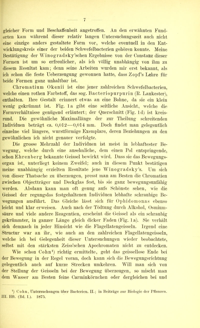 gleicher Form und Beschaffenheit angetroffen. An den erwähnten Fund- orten kam während dieser relativ langen Untersuchungszeit auch nicht eine einzige anders gestaltete Fotm vor, welche eventuell in den Ent- wicklungskreis einer der beiden Schwefelbacterien gehören konnte. Meine Bestätigung der Winogradsky’schen Ergebnisse von der Constanz dieser Formen ist um so erfreulicher, als ich völlig unabhängig von ihm zu diesem Resultat kam; denn seine Arbeiten wurden mir erst bekannt, als ich schon die feste Ueberzeugung gewonnen hatte, dass Zopf’s Lehre für beide Formen ganz unhaltbar ist. Chromatium Okenii ist eine jener zahlreichen Schwefelbacterien, welche einen rothen Farbstoff, das sog. Bacteriopurpurin (R. Lankester), enthalten. Ihre Gestalt erinnert etwas an eine Bohne, da sie ein klein wenig gekrümmt ist. Fig. la gibt eine seitliche Ansicht, welche die Form Verhältnisse genügend erläutert; der Querschnitt (Fig. 1 d) ist kreis- rund. Die gewöhnliche Maximallänge der zur Theilung schreitenden Individuen beträgt ca. 0,012—0,014 mm. Doch findet man gelegentlich einzelne viel längere, wurstförmige Exemplare, deren Beziehungen zu den gewöhnlichen ich nicht genauer verfolgte. Die grosse Mehrzahl der Individuen ist meist in lebhaftester Be- wegung, welche durch eine ansehnliche, dem einen Pol entspringende, schon Ehrenberg bekannte Geissei bewirkt wird. Dass sie das Bewegungs- organ ist, unterliegt keinem Zweifel; auch in diesem Punkt bestätigen meine unabhängig erzielten Resultate jene Winogradsky’s. Um sich von dieser Thatsache zu überzeugen, presst man am Besten die Chromatien zwischen Object träger und Deckglas fest, bis sie ganz bewegungsunfähig werden. Alsdann kann man oft genug aufs Schönste sehen, wie die Geissei der regungslos festgehaltenen Individuen lebhafte schraubige Be- wegungen ausführt. Das Gleiche lässt sich für Ophidomonas ebenso leicht und klar erweisen. Auch nach der Tödtung durch Alkohol, Osmium- säure und viele andere Reagentien, erscheint die Geissei als ein schraubig gekrümmter, in ganzer Länge gleich dicker Faden (Fig. 1 a). Sie verhält sich demnach in jeder Hinsicht wie die Flagellatengeisseln. Irgend eine Structur war an ihr, wie auch an den zahlreichen Flagellatengeisseln, welche ich bei Gelegenheit dieser Untersuchungen wieder beobachtete, selbst mit den stärksten Zeiss’schen Apochromaten nicht zu entdecken. Wie schon Cohn1) richtig ermittelte, geht das geissellose Ende bei der Bewegung in der Regel voran, doch kann sich die Bewegungsrichtung gelegentlich auch auf kurze Strecken umkehren. Will man sich von der Stellung der Geissein bei der Bewegung überzeugen, so mischt man dem Wasser am Besten feine Carminkörnchen oder dergleichen bei und J) Cohn, Untersuchungen über Bacterien. II.; in Beiträge zur Biologie der Pflanzen. III. Hft. (Bd. I.). 1875.