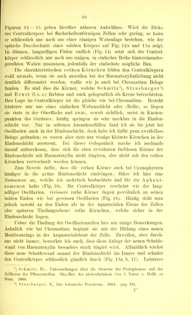 Figuren 12—15 geben hierüber näheren Aufschluss. Wird die Dicke des Centralkörpers bei flachscheibenförmigen Zellen sehr gering, so kann er schliesslich nur noch aus einer einzigen Wabenlage bestehen, wie der optische Durchschnitt eines solchen Körpers auf Fig. 12 a und 13 a zeigt. In dünnen, langzeiligen Fäden endlich (Fig. 14) setzt sich der Central- körper schliesslich nur noch aus einigen, in einfacher Beihe hinter einander- gereihten Waben zusammen, jedenfalls der einfachste mögliche Bau. Die charakteristischen rothenKörnchen fehlen den Centralkörpern wohl niemals, wenn sie auch zuweilen bei der Haematoxylinfärbung nicht deutlich differenzirt werden; wofür wir ja auch bei Chromatium Belege fanden. Es sind dies die Körner, welche Schmitz1), Strasburger2) und Ernst (1. s. c.) färbten und auch gelegentlich als Kerne betrachteten. Ihre Lage im Centralkörper ist die gleiche wie bei Chromatium. Besteht letzterer nur aus einer einfachen Wabenschicht oder -Beilie, so liegen sie stets in der Oberfläche und zwar, soweit sichtlich, meist in Knoten- punkten des Gerüstes; häufig springen sie sehr merkbar in die Binden- schicht vor. Nur in seltenen Ausnahmefällen fand ich sie bis jetzt bei Oscillarien auch in der Bindenschicht, doch habe ich dafür ganz zweifellose Belege gefunden; es waren aber stets nur wenige kleinste Körnchen in der Bindenschicht zerstreut. Bei dieser Gelegenheit mache ich nochmals darauf aufmerksam, dass sich die oben erwähnten farblosen Körner der Bindenschicht mit Haematoxylin nicht tingiren, also nicht mit den rothen Körnchen verwechselt werden können. Zum Beweis dafür, dass die rothen Körner auch bei Cyanophyceen häufiger in die grüne Bindenschicht eindringen, führe ich hier eine Nostocacee an, welche ich mehrfach beobachtete und für ein Aphani- zomenon halte (Fig. 18). Ihr Centralkörper erscheint wie der lang- zeiliger Oscillarien. Grössere rothe Körner liegen gewöhnlich an seinen beiden Enden wie bei gewissen Oscillarien (Fig. 16). Häufig sieht man jedoch sowohl an den Enden als in der äquatorialen Ebene der Zellen (der späteren Theilungsebene) rothe Körnchen, welche sicher in der Bindenschicht liegen. Ueber die Theilung der Oscillarienzellen hier nur einige Bemerkungen. Aehnlich wie bei Chromatium beginnt sie mit der Bildung eines neuen Membranrings in der Aequatorialebenb der Zelle. Zuweilen, aber durch- aus nicht immer, bemerkte ich auch, dass diese Anlage der neuen Scheide- wand von Haematoxylin besonders stark tingirt wird. Allmählich wächst diese neue Scheidewand sammt der Bindenschicht ins Innere und schnürt den Centralkörper schliesslich gänzlich durch (Fig. 13a, b, 17). Letzterer *) Schmitz, Fr., Untersuchungen über die Structur des Protoplasmas und der Zellkerne der Pflanzenzellen. Sitz.-Ber. der niederrheinisch. Ges. f. Natur- u. Heilk. zu Bonn. 1880. 2) Strasburger, E., Pas botanische Practicum. 1884. pag. 351. 2*