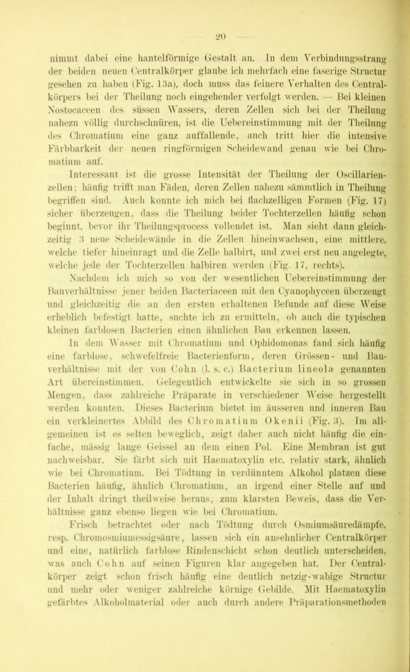nimmt dabei eine hantelförmige Gestalt an. In dem Verbindungsstrang der beiden neuen Centralkörper glaube ich mehrfach eine faserige Structur gesehen zu haben (Fig. 13a), doch muss das feinere Verhalten des Central- körpers bei der Theilung noch eingehender verfolgt werden. — Bei kleinen Xostocaceen des süssen Wassers, deren Zellen sich bei der Theilung nahezu völlig durchschnüren, ist die Uebereinstimmung mit der Theilung des Chromatium eine ganz auffallende, auch tritt liier die intensive Färbbarkeit der neuen ringförmigen Scheidewand genau wie bei Chro- matium auf. Interessant ist die grosse Intensität der Theilung der Oscillarien- zellen; häufig trifft man Fäden, deren Zellen nahezu sämmtlich in Theilung begriffen sind. Auch konnte ich mich bei flachzeiligen Formen (Fig. 17) sicher überzeugen, dass die Theilung beider Tochterzellen häufig schon beginnt, bevor ihr Theilungsprocess vollendet ist. Man sieht dann gleich- zeitig 3 neue Scheidewände in die Zellen lii nein wachsen, eine mittlere, welche tiefer hineinragt und die Zelle halbirt, und zwei erst neu angelegte, welche jede der Tochterzellen halbiren werden (Fig. 17, rechts). Nachdem ich mich so von der wesentlichen Uebereinstimmung der Bau Verhältnisse jener beiden Bacteriaceen mit den Cyanophyceen überzeugt und gleichzeitig die an den ersten erhaltenen Befunde auf diese Weise erheblich befestigt hatte, suchte ich zu ermitteln, ob auch die typischen kleinen farblosen Bacterien einen ähnlichen Bau erkennen lassen. ln dem Wasser mit Chromatium und Ophidomonas fand sich häufig eine farblose, schwefelfreie Bacterienform, deren Grössen- und Bau- verhältnisse mit der von Cohn (1. s. c.) Bacterium lineola genannten Art übereinstimmen. Gelegentlich entwickelte sie sich in so grossen Mengen, dass zahlreiche Präparate in verschiedener Weise hergestellt werden konnten. Dieses Bacterium bietet im äusseren und inneren Bau ein verkleinertes Abbild des Chromatium Okenii (Fig. 3). Im all- gemeinen ist es selten beweglich, zeigt daher auch nicht häufig die ein- fache, mässig lange Geissei an dem einen Pol. Eine Membran ist gut nachweisbar. Sie färbt sich mit Haematoxylin etc. relativ stark, ähnlich wie bei Chromatium. Bei Tödtung in verdünntem Alkohol platzen diese Bacterien häufig, ähnlich Chromatium, an irgend einer Stelle auf und der Inhalt dringt theilweise heraus, zum klarsten Beweis, dass die Ver- hältnisse ganz ebenso liegen wie bei Chromatium. Frisch betrachtet oder nach Tödtung durch Osmiumsäuredämpfe, resp. Chromosmiumessigsäure, lassen sich ein ansehnlicher Centralkörper und eine, natürlich farblose Rindenschicht schon deutlich unterscheiden, was auch Cohn auf seinen Figuren klar angegeben hat. Der Central- körper zeigt, schon frisch häufig eine deutlich netzig-wabige Structur und mehr oder weniger zahlreiche körnige Gebilde. Mit Haematoxylin gefärbtes Alkoholmaterial oder auch durch andere Präparationsmethoden
