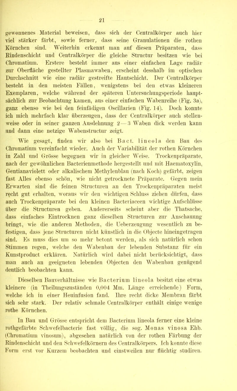 gewonnenes Material beweisen, dass sich der Centralkörper auch hier viel stärker färbt, sowie ferner, dass seine Granulationen die rothen Körnchen sind. Weiterhin erkennt man auf diesen Präparaten, dass Rindenschicht und Centralkörper die gleiche Structur besitzen wie bei Chromatium. Erstere besteht immer aus einer einfachen Lage radiär zur Oberfläche gestellter Plasmawaben, erscheint desshalb im optischen Durchschnitt wie eine radiär gestreifte Hautschicht. Der Centralkörper besteht in den meisten Fällen, wenigstens bei den etwas kleineren Exemplaren, welche während der späteren Untersuchungsperiode haupt- sächlich zur Beobachtung kamen, aus einer einfachen Wabenreihe (Fig. 3a), ganz ebenso wie bei den feinfädigen Oscillarien (Fig. 14). Doch konnte ich mich mehrfach klar überzeugen, dass der Centralkörper auch stellen- weise oder in seiner ganzen Ausdehnung 2 — 3 Waben dick werden kann und dann eine netzige Wabenstructur zeigt. Wie gesagt, finden wir also bei Bact. lineola den Bau des Chromatium vereinfacht wieder. Auch der Variabilität der rothen Körnchen in Zahl und Grösse begegnen wir in gleicher Weise. Trockenpräparate, nach der gewöhnlichen Bacterienmethode hergestellt und mit Haematoxylin, Gentianaviolett oder alkalischem Methylenblau (nach Koch) gefärbt, zeigen fast Alles ebenso schön, wie nicht getrocknete Präparate. Gegen mein Erwarten sind die feinen Structuren an den Trockenpräparaten meist recht gut erhalten, woraus wir den wichtigen Schluss ziehen dürfen, dass auch Trockenpräparate bei den kleinen Bacteriaceen wichtige Aufschlüsse über die Structuren geben. Andererseits scheint aber die Thatsache, dass einfaches Eintrocknen ganz dieselben Structuren zur Anschauung bringt, wie die anderen Methoden, die Ueberzeugung wesentlich zu be- festigen, dass jene Structuren nicht künstlich in die Objecte hineingetragen sind. Es muss dies um so mehr betont werden, als sich natürlich schon Stimmen regen, welche den Wabenbau der lebenden Substanz für ein Kunstproduct erklären. Natürlich wird dabei nicht berücksichtigt, dass man auch an geeigneten lebenden Objecten den Wabenbau genügend deutlich beobachten kann. Dieselben Bauverhältnisse Avie Bacterium lineola besitzt eine etwas kleinere (in Theilungszuständen 0,004 Mm. Länge erreichende) Form, welche ich in einer Heuinfusion fand. Ihre recht dicke Membran färbt sich sehr stark. Der relativ schmale Centralkörper enthält einige wenige rothe Körnchen. In Bau und Grösse entspricht dem Bacterium lineola ferner eine kleine rothgefärbte Schwefelbacterie fast völlig, die sog. Monas vinosa Ehb. (Chromatium vinosum), abgesehen natürlich von der rothen Färbung der Rindenschicht und den Schwefelkörnern des Centralkörpers. Ich konnte diese Form erst vor Kurzem beobachten und einstweilen nur flüchtig studiren.