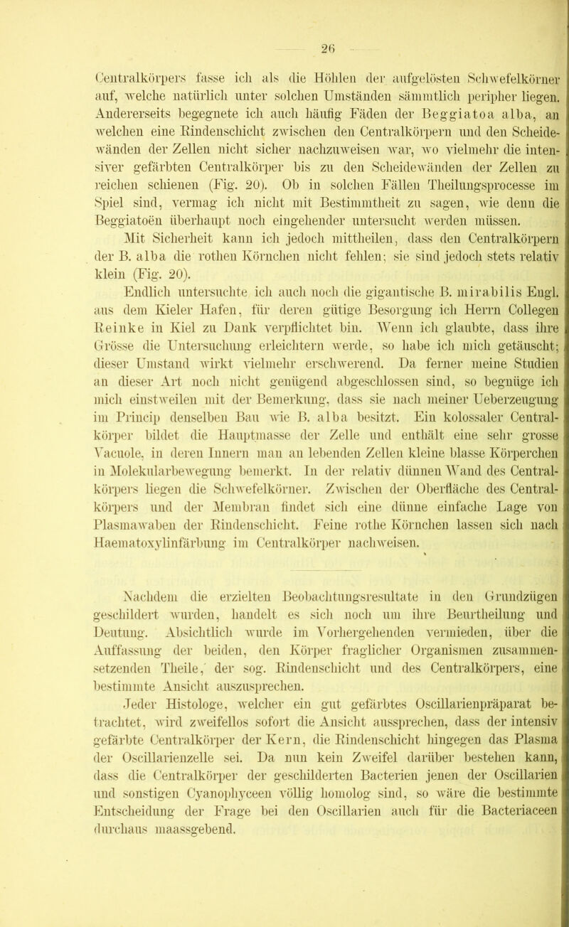 Centralkörpers fasse ich als die Höhlen der aufgelösten Schwefelkörner auf, welche natürlich unter solchen Umständen sämmtlich peripher liegen. Andererseits begegnete ich auch häufig Fäden der Beggiatoa alba, an welchen eine Rindenschicht zwischen den Centralkörpern und den Scheide- wänden der Zellen nicht sicher nachzuweisen war, wo vielmehr die inten- : siver gefärbten Centralkörper bis zu den Scheidewänden der Zellen zu ; reichen schienen (Fig. 20). Ob in solchen Fällen Theilungsprocesse im ! Spiel sind, vermag ich nicht mit Bestimmtheit zu sagen, wie denn die > Beggiatoen überhaupt noch eingehender untersucht werden müssen. Mit Sicherheit kann ich jedoch mittheilen, dass den Centralkörpern der B. alba die rotlien Körnchen nicht fehlen; sie sind jedoch stets relativ klein (Fig. 20). Endlich untersuchte ich auch noch die gigantische B. mirabilis Engl, aus dem Kieler Hafen, für deren gütige Besorgung ich Herrn Collegen Reinke in Kiel zu Dank verpflichtet bin. Wenn ich glaubte, dass ihre Grösse die Untersuchung erleichtern werde, so habe ich mich getäuscht; dieser Umstand wirkt vielmehr erschwerend. Da ferner meine Studien an dieser Art noch nicht genügend abgeschlossen sind, so begnüge ich mich einstweilen mit der Bemerkung, dass sie nach meiner Ueberzeugung im Princip denselben Bau wie B. alba besitzt. Ein kolossaler Central- körper bildet die Hauptmasse der Zelle und enthält eine sehr grosse i Vacuole, in deren Innern man an lebenden Zellen kleine blasse Körperchen i in Molekularbewegung bemerkt. In der relativ dünnen Wand des Central- körpers liegen die Schwefelkörner. Zwischen der Oberfläche des Central- körpers und der Membran findet sich eine dünne einfache Lage von i Plasmawaben der Rindenschicht. Feine rothe Körnchen lassen sich nach; Haematoxylinfärbung im Centralkörper nachweisen. Nachdem die erzielten Beobachtungsresultate in den Grundzügen geschildert wurden, handelt es sicli noch um ihre Beurtheilung und Deutung. Absichtlich wurde im Vorhergehenden vermieden, über die Auffassung der beiden, den Körper fraglicher Organismen zusammen- setzenden Theile,' der sog. Rindenschicht und des Centralkörpers, eine bestimmte Ansicht auszusprechen. Jeder Histologe, welcher ein gut gefärbtes Oscillarienpräparat be- trachtet, wird zweifellos sofort die Ansicht aussprechen, dass der intensiv gefärbte Centralkörper der Kern, die Rindenschicht hingegen das Plasma der Oscillarienzelle sei. Da nun kein Zweifel darüber bestehen kann, dass die Centralkörper der geschilderten Bacterien jenen der Oscillarien und sonstigen Cyanophyceen völlig homolog sind, so wäre die bestimmte Entscheidung der Frage bei den Oscillarien auch für die Bacteriaceen durchaus maassgebend.