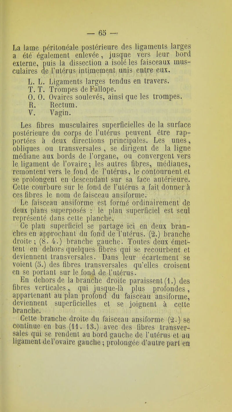 — 63 — La lame péritonéale postérieure des ligaments larges a été également enlevée, jusque vers leur bord externe, puis la dissection a isolé les faisceaux mus- culaires de l'utérus intimement unis entre eux. L. L. Ligaments larges tendus en travers. T. T. Trompes de Fallope. 0. 0. Ovaires soulevés, ainsi que les trompes. R. Rectum. V. Vagin. Les fibres musculaires superficielles de la surface postérieure du corps de l'utérus peuvent être rap- portées à deux directions principales. Les unes, obliques ou transversales , se dirigent de la ligne médiane aux bords de l'organe, ou convergent vers le ligament de l'ovaire; les autres fibres, médianes, remontent vers le fond de l'utérus, le contournent et se prolongent en descendant sur sa face antérieure. Cette courbure sur le fond de l'utérus a fait donner à ces fibres le nom de faisceau ansiforme. Le faisceau ansiforme est formé ordinairement de deux plans superposés : le plan superficiel est seul représenté dans cette planche. Ce plan superficiel se partage ici en deux bran- ches en approchant du fond de l'utérus. (2.) branche droite; (8. 4.) branche gauche. Toutes deux émet- tent en dehors quelques fibres qui se recourbent et deviennent transversales. Dans leur écartement se voient (5.) des fibres transversales qu'elles croisent en se portant sur le fond de l'utérus. En dehors de la branche droite paraissent (1.) des fibres verticales, qui jusque-lh plus profondes, appartenant au plan profond du faisceau ansiforme, deviennent superficielles et se joignent à cette branche. Cette branche droite du faisceau ansiforme (2.) se continue en bas (11. 13.) avec des fibres transver- sales qui se rendent au bord gauche de l'utérus et au ligament de l'ovaire gauche ; prolongée d'autre part en