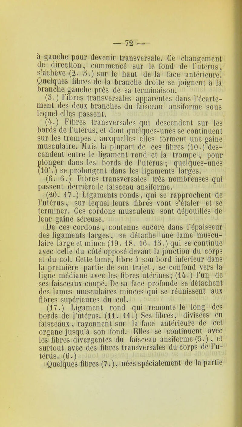 à gauche pour devenir transversale. Ce changement de direction, commencé sur le fond de Tutérus, s'achève (2. 5.) sur le haut delà face antérieure. Quelques fibres de la branche droite se joignent à la branche gauche près de sa terminaison. (3.) Fibres transversales apparentes dans l'écarle- ment des deux branches du faisceau ansiforme sous lequel elles passent. (4.) Fibres transversales qui descendent sur les bords de l'utérus, et dont quelques-unes se continuent sur les trompes, auxquelles elles forment une gaîne musculaire. Mais la plupart de ces fibres (10.) des- cendent entre le ligament rond et la trompe , pour plonger dans les bords de l'utérus ; quelques-unes (10'.) se prolongent dans les ligaments larges. (6. 6.) Fibres transversales très nombreuses qui passent derrière le faisceau ansiforme. (20. 17.) Ligaments ronds, qui se rapprochent de l'utérus, sur lequel leurs fibres vont s'étaler et se terminer. Ces cordons musculeux sont dépouillés de leur gaîne séreuse. De ces cordons, contenus encore dans l'épaisseur des ligaments larges, se détache une lame muscu- laire large et mince (19. 18. 16. 15.) qui se continue avec celle du côté opposé devant la jonction du corps et du col. Cette lame, libre à son bord inférieur dans la première partie de son trajet, se confond vers la ligne médiane avec les fibres utérines; (14.) l'un de ses faisceaux coupé. De sa face profonde se détachent des lames musculaires minces qui se réunissent aux fibres supérieures du col. (17.) Ligament rond qui remonte le long des bords de l'utérus. (11. 11.) Ses fibres, divisées en faisceaux, rayonnent sur la face antérieure de cet organe jusqu'à son fond. Elles se continuent avec les fibres divergentes du faisceau ansiforme (5.), et surtout avec des fibres transversales du corps de f u- térus. (6.) Quelques fibres (7.), nées spécialement de la partie