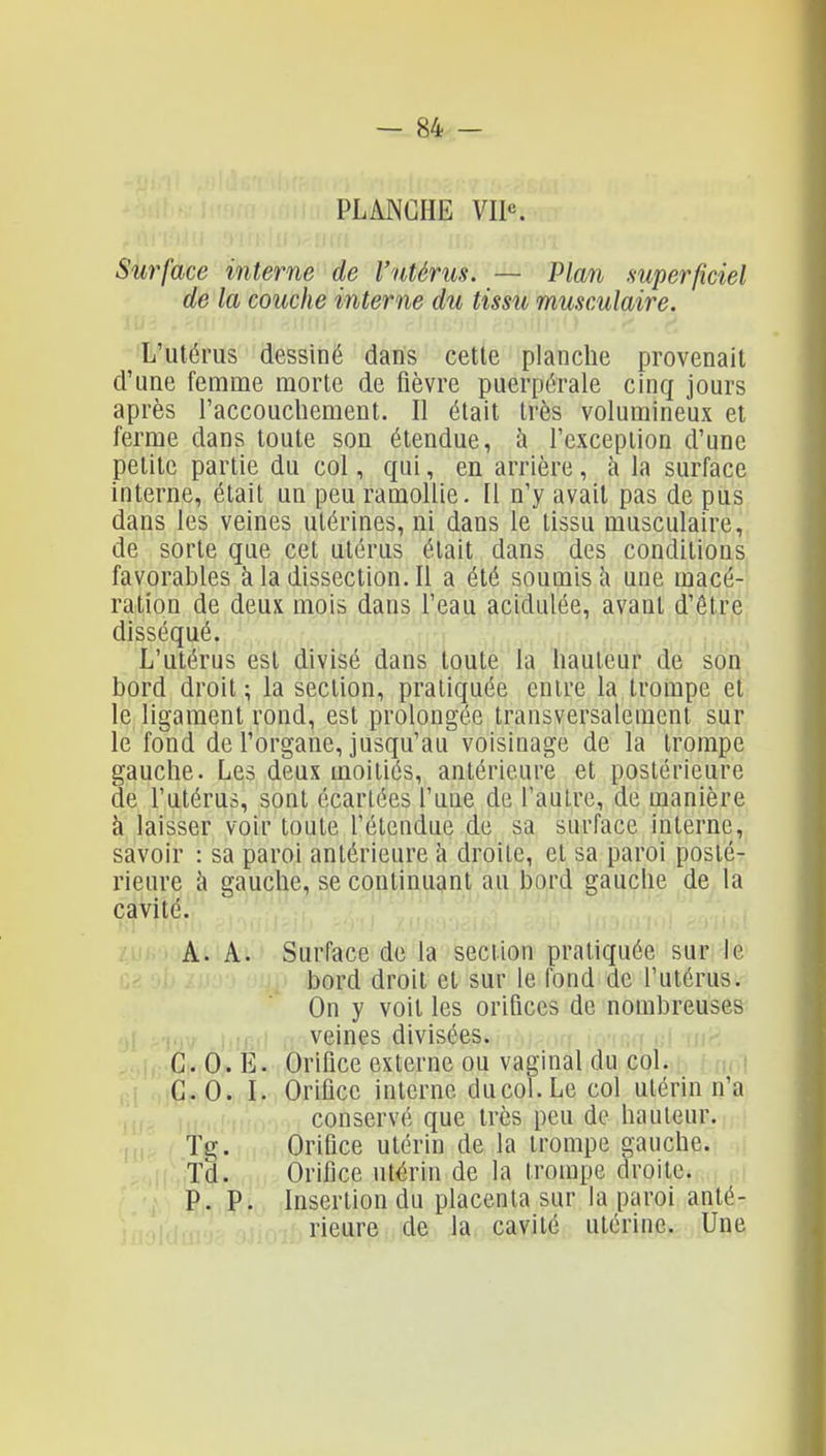 PLANCHE VII«. Surface interne de l'utérus. — Plan superficiel de la couche interne du tissu musculaire. L'utérus dessiné dans celle planche provenail d'une femme morte de fièvre puerpérale cinq jours après l'accoucliement. Il était très volumineux et ferme dans toute son étendue, à l'exception d'une petite partie du col, qui, en arrière, à la surface interne, était un peu ramollie. Il n'y avait pas de pus dans les veines utérines, ni dans le tissu musculaire, de sorte que cet utérus était dans des conditions favorables à la dissection. Il a été soumis à une macé- ration de deux mois dans l'eau acidulée, avant d'être disséqué. L'utérus est divisé dans toute la hauteur de ?>o^\ bord droit ; la section, pratiquée entre la troinpe et le ligament rond, est prolongée transversalement sur le fond de l'organe, jusqu'au voisinage de la trompe gauche. Les deux moitiés, antérieure et postérieure de l'utérus, sont écartées l'une de l'autre, de manière à laisser voir toute l'étendue de sa surface interne, savoir : sa paroi antérieure à droite, et sa paroi posté- rieure à gauche, se continuant au bord gauche de la cavité. A. A. Surface de la section pratiquée sur le bord droit et sur le fond de l'utérus. On y voit les orifices de nombreuses veines divisées. G. 0. E. Orifice externe ou vaginal du col. C.O. I. Orifice interne ducol.Le col utérin n'a conservé que très peu de hauteur. Tg. Orifice utérin de la trompe gauche. Td. Orifice utérin de la trompe droite. P.P. Insertion du placenta sur la paroi anté- rieure de la cavité utérine. Une