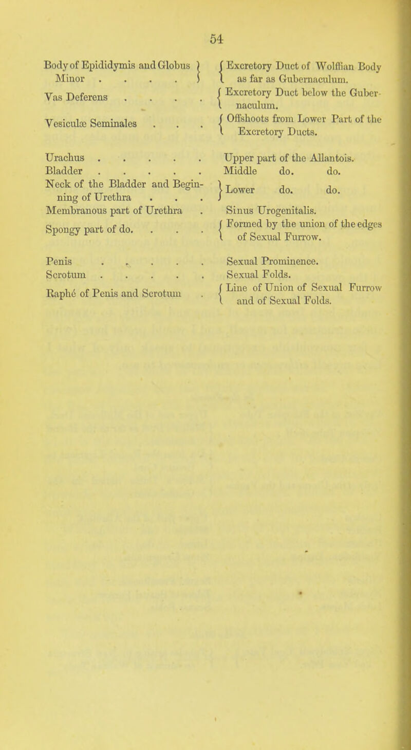 Body of Epididymis aud Globus ) Minor . . . . ) Vas Deferens .... Vesiculoe Seminales Urachus Bladder Neck of the Bladder and Begin- ning of Urethra Membranous part of Urethra Spongy part of do. . Penis Scrotum Eaph6 of Penis and Scrotiim 1 Excretory Duct of Wolffian Body I as far as Gubernaculuni. Excretory Duct below the Guber- naculum. ( Offshoots from Lower Part of the \ Excretory Ducts. Upper part of the Allantois. Middle do. do. I Lower do. do. Sinus Urogenitalis. Formed by the union of the edges of Sexual Furrow. Sexual Prominence. Sexual Folds. J Line of Union of Sexual Furrow I and of Sexual Folds.