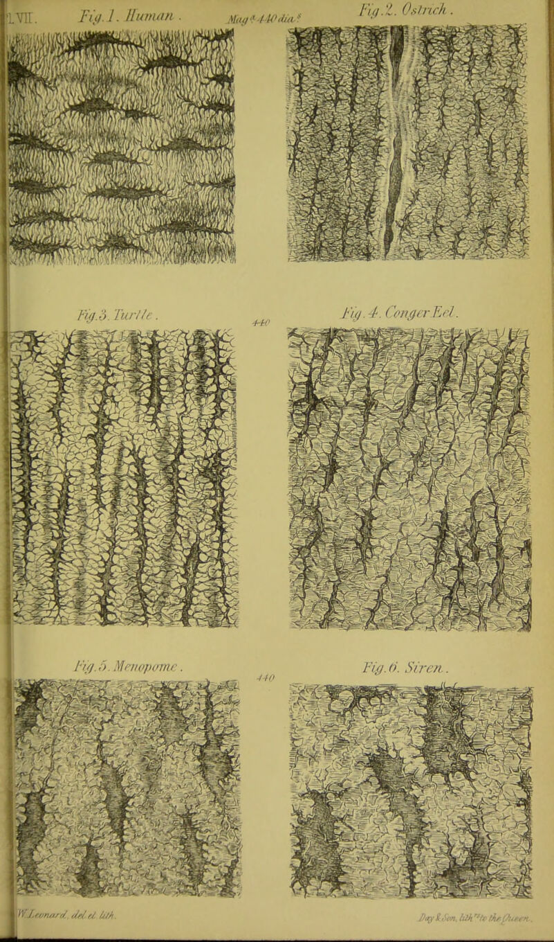 Fi^.d. Tiu-l/e. J'ig- 4^- CongerEel.