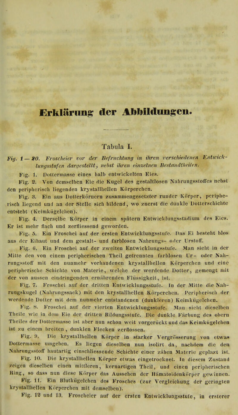 Erklärung der Ablilldungeii Tabula I. Fig. t — MO. Froscheier vor der Befruchtung in ihren verschiedenen Entwick- lungsstufen dargestellt, nebst ihren einzelnen Bestaudtheilen. Fig. 1. Dottermasse eines halb entwickelten Eies. Fig. 2. Von demselben Eie die Kugel des gestaltlosen Naliruugsstoffes nebst den peripherisch liegenden krjstallhellen Körperchen. Fig. 8. Ein aus Dotterhörnern zusammengesetzter runder Körper, periphe- risch liegend und an der Stelle sich bildend, wo zuerst die dunkle Dotterschichte entsteht (Keimkügelchen). Fig. 4. Derselbe Körper in einem spätem Entwicklungsstadium des Eies. Er ist mehr flach und zerfliessend geworden. Fig. 5. Ein Froschei auf der ersten Entwicklungsstufe. Das Ei besteht blos aus der Eihaut und dem gestalt- und farblosen Nahrungs- orter Urstoff. Fi£. 6. Ein Froschei auf der zweiten Entwicklungsstufe. Man sieht in der Mitte den von einem peripherischen Theil getrennten farblosen Ur- oder Nähr rungsstoff mit den nunmehr vorhandenen krystallhellen Körperchen und eine peripherische Schichte von Materie, welche der werdende Dotter, gemengt mit der von aussen eindringenden ernährenden Flüssigkeit, ist. Fig. 7. Froschei auf der dritten Entwicklungsstufe. In der Mitte die Nah- rungskugel (N'ahrungssack) mit den krystallhellen Körpercheu. Peripherisch der werdende Dotter mit dem nunmehr entstandenen (dunkleren) Keimkügelchen. Fi^. 8. Froschei auf der vierten Entwicklungsstufe. Man sieht dieselben Tabelle wie in <lc;m Kie der dritten Bildungsstufe. Die dunkle Färbung des obern Theiles der Dottennasse ist aber nun schon weit vorgerückt und das Keimkügelchen ist zu einem breiten , dunklen Flecken zerflossen. Fig. 9, Hie krystallhellen Körper in starker Vergrösserung von etwas Dottermasse umgeben. Es liegen dieselben nun isolirt da, nachdem die den NahrungsstofT hautartig einschliessende Schichte einer zähen Materie geplazt ist. Fig. 10. Die krystallhellen Körper etwas eingetrocknet. In diesem Zustand zeigen dieselben einen mittleren, kernartigen Theil, und einen peripherischen Kinn;, so das« nun diese Körper dns Aussehen der Hämatoidenkörper gewinnen. Flg. lt. Ein ülutkügelchen des Frosches (zur Verglcichung der genügten krystallhellen Körperchen mit demselben). Fig. 13 und 13. Froscheier auf der ersten Entwicklungsstufe, in ersterer