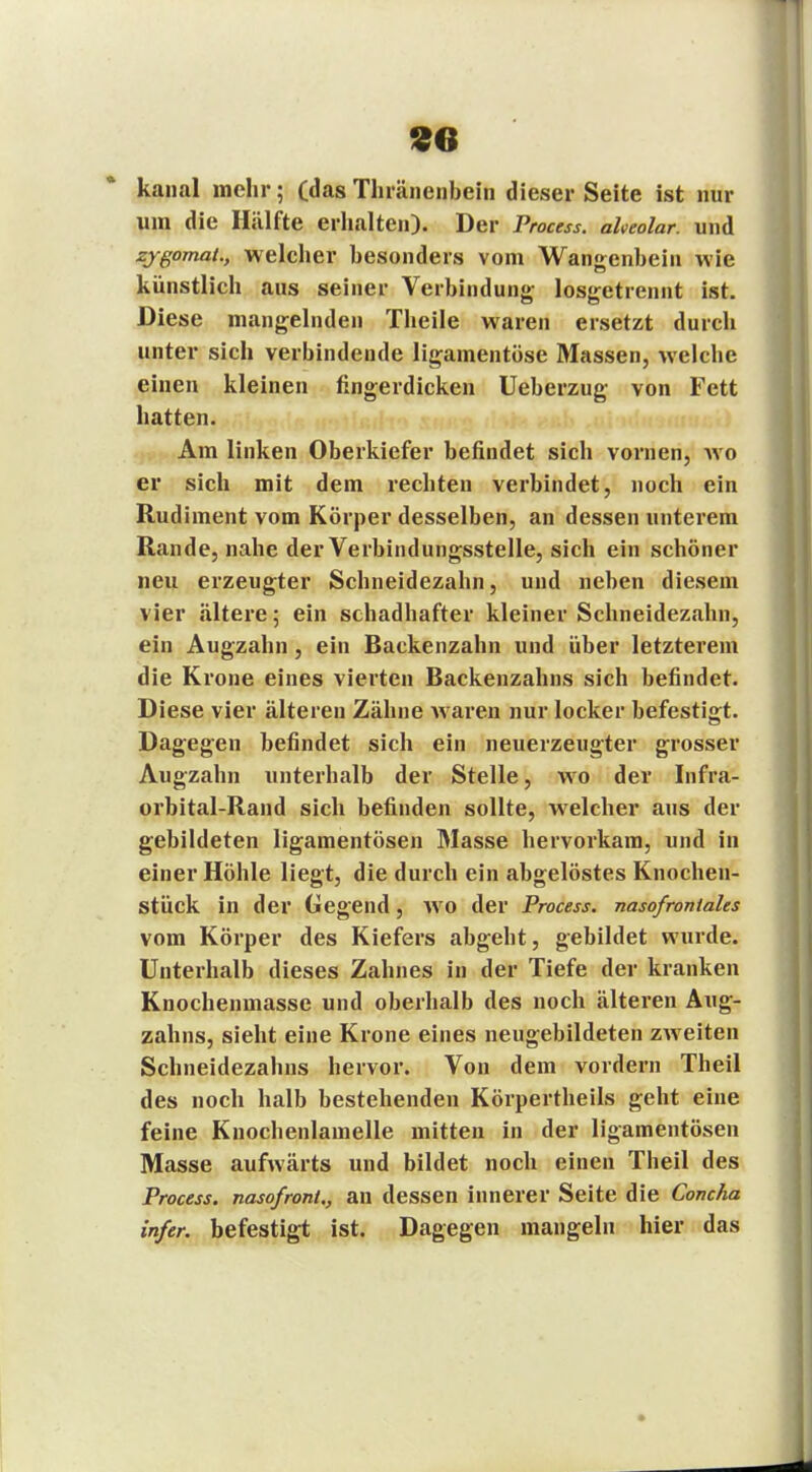 kanal mehr; (das Tliränenbein dieser Seite ist nur um die Hälfte erhalten). Der Process. alveolar, und zjgomai., welcher besonders vom Wangenbein wie künstlich aus seiner Verbindung losgetrennt ist. Diese mangelnden Theile waren ersetzt durch unter sich verbindende ligamentöse Massen, welche einen kleinen fingerdicken Ueberzug von Fett hatten. Am linken Oberkiefer befindet sich vornen, wo er sich mit dem rechten verbindet, noch ein Rudiment vom Körper desselben, an dessen unterem Rande, nahe der Verbindungsstelle, sich ein schöner neu erzeugter Schneidezahn, und neben diesem vier «ältere; ein schadhafter kleiner Schneidezahn, ein Augzahn, ein Backenzahn und über letzterem die Krone eines vierten Backenzahns sich befindet. Diese vier älteren Zähne waren nur locker befestigt. Dagegen befindet sich ein neuerzeugter grosser Augzahn unterhalb der Stelle, wo der Infra- orbital-Rand sich befinden sollte, welcher aus der gebildeten ligamentösen Masse hervorkam, und in einer Höhle liegt, die durch ein abgelöstes Knochen- stück in der Gegend, WO der Process. nasofrontales vom Körper des Kiefers abgeht, gebildet wurde. Unterhalb dieses Zahnes in der Tiefe der kranken Knochenmasse und oberhalb des noch älteren Aug- zahns, sieht eine Krone eines neugebildeten zweiten Schneidezahns hervor. Von dem vordem Theil des noch halb bestehenden Körpertheils geht eine feine Kuochenlamelle mitten in der ligamentösen Masse aufwärts und bildet noch einen Theil des Process. nasofront,, an dessen innerer Seite die Concha in/er. befestigt ist. Dagegen mangeln hier das
