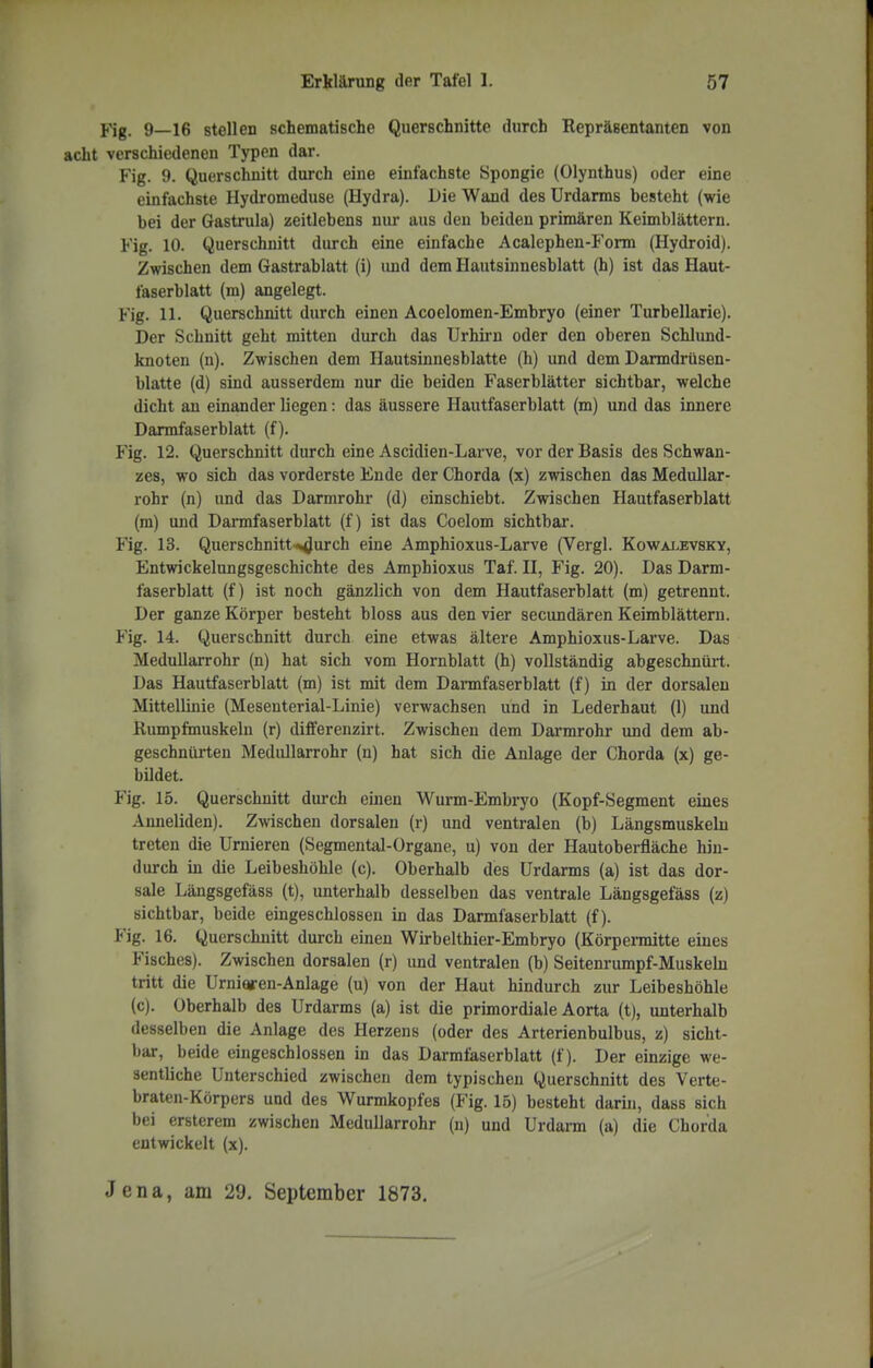 Fig. 9—16 stellen schematische Querschnitte durch Repräsentanten von acht verschiedenen Typen dar. Fig. 9. Querschnitt durch eine einfachste Spongie (Olynthus) oder eine einfachste Hydromeduse (Hydra). Uie Wand des Urdarms besteht (wie bei der Gastrula) zeitlebens nur aus den beiden prünären Keimblättern. Fig. 10. Querschnitt durch eine einfache Acalephen-Form (Hydroid). Zwischen dem Gastrablatt (i) imd dem Hautsinnesblatt (h) ist das Haut- faserblatt (m) angelegt. Fig. 11. Querschnitt durch einen Acoelomen-Embryo (einer Turbellarie). Der Schnitt geht mitten durch das Urhirn oder den oberen Schlund- knoten (n). Zwischen dem Hautsinnesblatte (h) und dem Darmdrüsen- blatte (d) sind ausserdem nur die beiden Faserblätter sichtbar, welche dicht au einander liegen: das äussere Hautfaserblatt (m) und das innere Darmfaserblatt (f). Fig. 12. Querschnitt durch eine Ascidien-Larve, vor der Basis des Schwan- zes, wo sich das vorderste Ende der Chorda (x) zwischen das Medullar- rohr (n) und das Darmrohr (d) einschiebt. Zwischen Hautfaserblatt (m) und Dannfaserblatt (f) ist das Coelom sichtbai'. Fig. 13. Querschnitt^urch eine Amphioxus-Larve (Vergl. Kowalevsky, Entwickelungsgeschichte des Amphioxus Taf. H, Fig. 20). Das Darm- faserblatt (f) ist noch gänzlich von dem Hautfaserblatt (m) getrennt. Der ganze Körper besteht bloss aus den vier secundären Keimblättern. Fig. 14. Querschnitt durch eine etwas ältere Amphioxus-Larve. Das Medullarrohr (n) hat sich vom Hornblatt (h) vollständig abgeschnürt. Das Hautfaserblatt (m) ist mit dem Dannfaserblatt (f) in der dorsalen Mittellinie (Mesenterial-Linie) verwachsen und in Lederhaut (1) und Rumpfmuskelu (r) differenzirt. Zwischen dem Darmrohr und dem ab- geschnürten Medullarrohr (n) hat sich die Anlage der Chorda (x) ge- bildet. Fig. 15. Querschnitt durch einen Wurm-Embryo (Kopf-Segment eines Anneliden). Zwischen dorsalen (r) und ventralen (b) Längsmuskeln treten die Urnieren (Segmental-Organe, u) von der Hautoberfläche hin- durch in die Leibeshöhle (c). Oberhalb des Urdarms (a) ist das dor- sale Längsgefäss (t), unterhalb desselben das ventrale Längsgefäss (z) sichtbar, beide eingeschlossen in das Dannfaserblatt (f). Fig. 16. Querschnitt durch einen Wkbelthier-Embryo (Körpermitte eines Fisches). Zwischen dorsalen (r) und ventralen (b) Seitenrumpf-Muskelu tritt die Urnioren-Anlage (u) von der Haut hindurch zur Leibeshöhle (c). überhalb des Urdarms (a) ist die primordiale Aorta (t), unterhalb desselben die Anlage des Herzens (oder des Arterienbulbus, z) sicht- bar, beide eingeschlossen in das Darmfaserblatt (f). Der einzige we- sentliche Unterschied zwischen dem typischen Querschnitt des Verte- braten-Körpers und des Wurmkopfes (Fig. 15) besteht darin, dass sich bei ersterem zwischen Medullarrohr (n) und Urdarm (a) die Chorda entwickelt (x). Jena, am 29. September 1873.