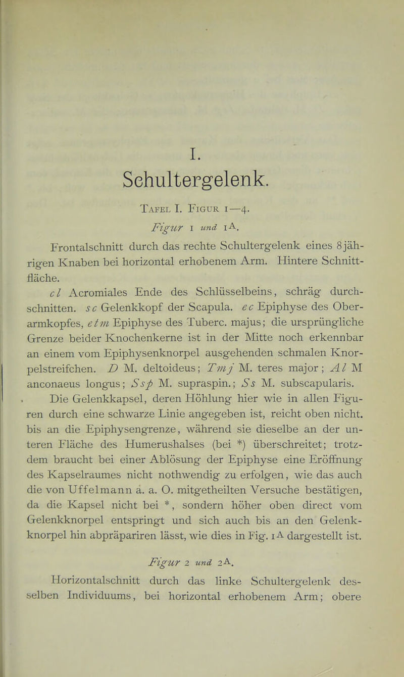 I. Sehultergelenk. Tafel I. Figur i—4. Figur I tmd lA. Frontalschnitt durch das rechte Schultergelenk eines 8 jäh- rigen Knaben bei horizontal erhobenem Arm. Hintere Schnitt- fläche. cl Acromiales Ende des Schlüsselbeins, schräg durch- schnitten, sc Gelenkkopf der Scapula. ec Epiphyse des Ober- armkopfes, etvi Epiphyse des Tuberc. majus; die ursprüngliche Grenze beider Knochenkerne ist in der Mitte noch erkennbar an einem vom Epiphysenknorpel ausgehenden schmalen Knor- pelstreifchen. D M. deltoideus; Tmj M. teres major; AI anconaeus longus; Ssp M. supraspin.; Ss M. subscapularis. Die Gelenkkapsel, deren Höhlung hier wie in allen Figu- ren durch eine schwarze Linie angegeben ist, reicht oben nicht, bis an die Epiphysengrenze, während sie dieselbe an der un- teren Fläche des Humerushalses (bei *) überschreitet; trotz- dem braucht bei einer Ablösung der Epiphyse eine Eröffnung des Kapselraumes nicht nothwendig zu erfolgen, wie das auch die von Uffelmann a. a. O. mitgetheilten Versuche bestätigen, da die Kapsel nicht bei *, sondern höher oben direct vom Gelenkknorpel entspringt und sich auch bis an den Gelenk- knorpel hin abpräpariren lässt, wie dies in P'ig. i A dargestellt ist. Figur 2 und 2A. Horizontalschnitt durch das linke Schultergelenk des- selben Individuums, bei horizontal erhobenem Arm; obere