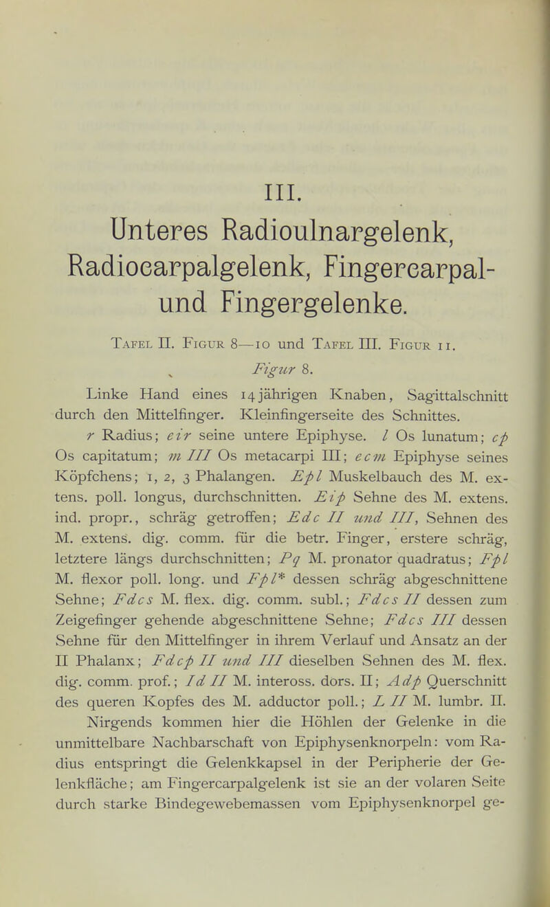 Unteres Radioulnargelenk, Radioearpalgelenk, Fingerearpal- und Fingergelenke. Tafel II. Figur 8—lo und Tafel III. Figur ii. Figur 8. Linke Hand eines 14jährigen Knaben, Sagittalschnitt durch den Mittelfinger. Kleinfingerseite des Schnittes. r Radius; eir seine untere Epiphyse. / Os lunatum; cp Os capitatum; vi III Os metacarpi III; ecni Epiphyse seines Köpfchens; i, 2, 3 Phalangen. Epl Muskelbauch des M. ex- tens. poll. longus, durchschnitten. Eip Sehne des M. extens. ind. propr., schräg getroffen; Edc II imd III, Sehnen des M. extens. dig. comm. für die betr. Finger, erstere schräg, letztere längs durchschnitten; Pq M. pronator quadratus; Fp l M. flexor poll. long, und Fpl* dessen schräg abgeschnittene Sehne; Fdcs M. flex. dig. comm. subl.; Fdes II dessen zum Zeigefinger gehende abgeschnittene Sehne; Fdcs III dessen Sehne für den Mittelfinger in ihrem Verlauf und Ansatz an der II Phalanx; Fdcp II und III dieselben Sehnen des M. flex. dig. comm. prof.; Id II M. inteross. dors. II; Adp Querschnitt des queren Kopfes des M. adductor poll.; L II M. lumbr. II. Nirgends kommen hier die Höhlen der Gelenke in die unmittelbare Nachbarschaft von Epiphysenknorpeln: vom Ra- dius entspringt die Gelenkkapsel in der Peripherie der Ge- lenkfläche ; am Fingercarpalgelenk ist sie an der volaren Seite durch starke Bindegewebemassen vom Epiphysenknorpel ge-