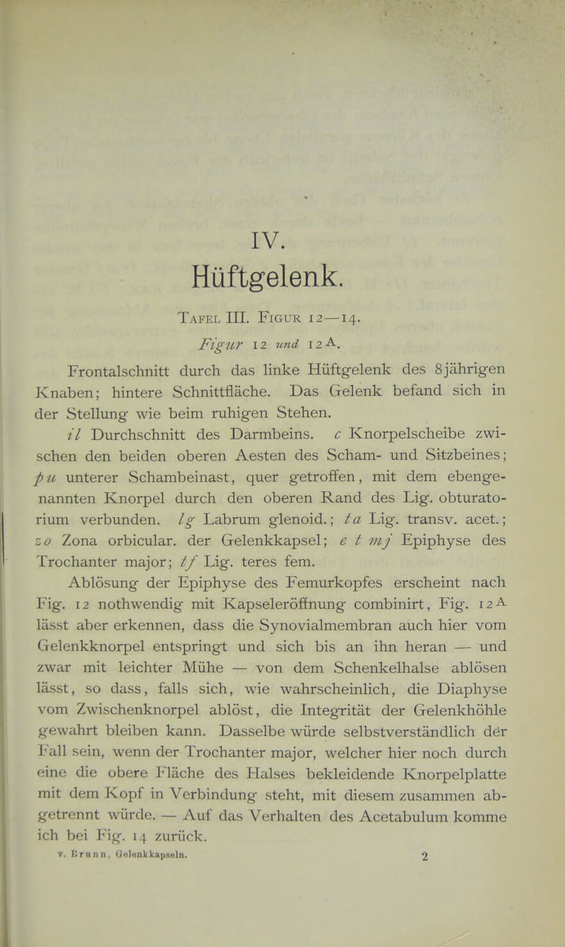 IV. Hüftgelenk. Tafel in. Figur 12—14. Figtir 12 und 12 Frontalschnitt durch das linke Hüftgelenk des 8 jährigen Knaben; hintere Schnittfläche. Das Gelenk befand sich in der Stellung wie beim ruhigen Stehen. // Durchschnitt des Darmbeins, c Knorpelscheibe zwi- schen den beiden oberen Aesten des Scham- und Sitzbeines; pu unterer Schambeinast, quer getroffen, mit dem ebenge- nannten Knorpel durch den oberen Rand des Lig. obturato- rium verbunden, lg Labrum glenoid.; ta Lig. transv. acet.; zo Zona orbicular. der Gelenkkapsel; e t inj Epiphyse des Trochanter major; tf Lig. teres fem. Ablösung der Epiphyse des Femurkopfes erscheint nach Fig. 12 nothwendig mit Kapseleröffnung combinirt, Fig. 12-^- lässt aber erkennen, dass die Synovialmembran auch hier vom Gelenkknorpel entspringt und sich bis an ihn heran — und zwar mit leichter Mühe — von dem Schenkelhalse ablösen lässt, so dass, falls sich, wie wahrscheinlich, die Diaphyse vom Zwischenknorpel ablöst, die Integrität der Gelenkhöhle gewahrt bleiben kann. Dasselbe würde selbstverständlich der Fall sein, wenn der Trochanter major, welcher hier noch durch eine die obere Fläche des Halses bekleidende Knorpelplatte mit dem Kopf in Verbindung steht, mit diesem zusammen ab- getrennt würde. — Auf das Verhalten des Acetabulum komme ich bei Fig. 14 zurück.