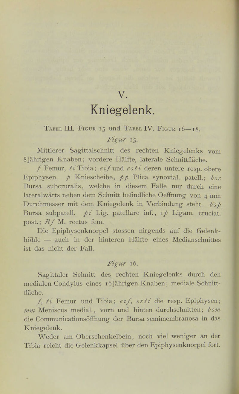 Kniegelenk. Tafel m. Figur 15 und Tafel IV. Figur 16—18. Figur 15. Mittlerer Sagittalschnitt des rechten Kniegelenks vom 8jährigen Knaben; vordere Hälfte, laterale Schnittfläche. f Femur, /'«'Tibia; ei/und esti deren untere resp. obere Epiphysen. p Kniescheibe, pp Plica synovial, patell.; bsc Bursa subcruralis, welche in diesem Falle nur durch eine lateralwärts neben dem Schnitt befindliche Oelfnung von 4 mm Durchmesser mit dem Kniegelenk in Verbindung steht, bsp Bursa subpatell. pi Lig. patellare inf., cp Ligam. cruciat. post.; Rf M.. rectus fem. Die Epiphysenknorpel stossen nirgends auf die Gelenk- höhle — auch in der hinteren Hälfte eines Medianschnittes ist das nicht der Fall. Figur 16. Sagittaler Schnitt des rechten Kniegelenks durch den medialen Condylus eines 16jährigen Knaben; mediale Schnitt- fläche. f, ti Femur und Tibia; etf, esti die resp. Epiphysen; nmi Meniscus medial., vorn und hinten durchschnitten; bsm die Communicationsöffnung der Bursa semimembranosa in das Kniegelenk. Weder am Oberschenkelbein, noch viel weniger an der Tibia reicht die Gelenkkapsel über den Epiphysenknorpel fort.