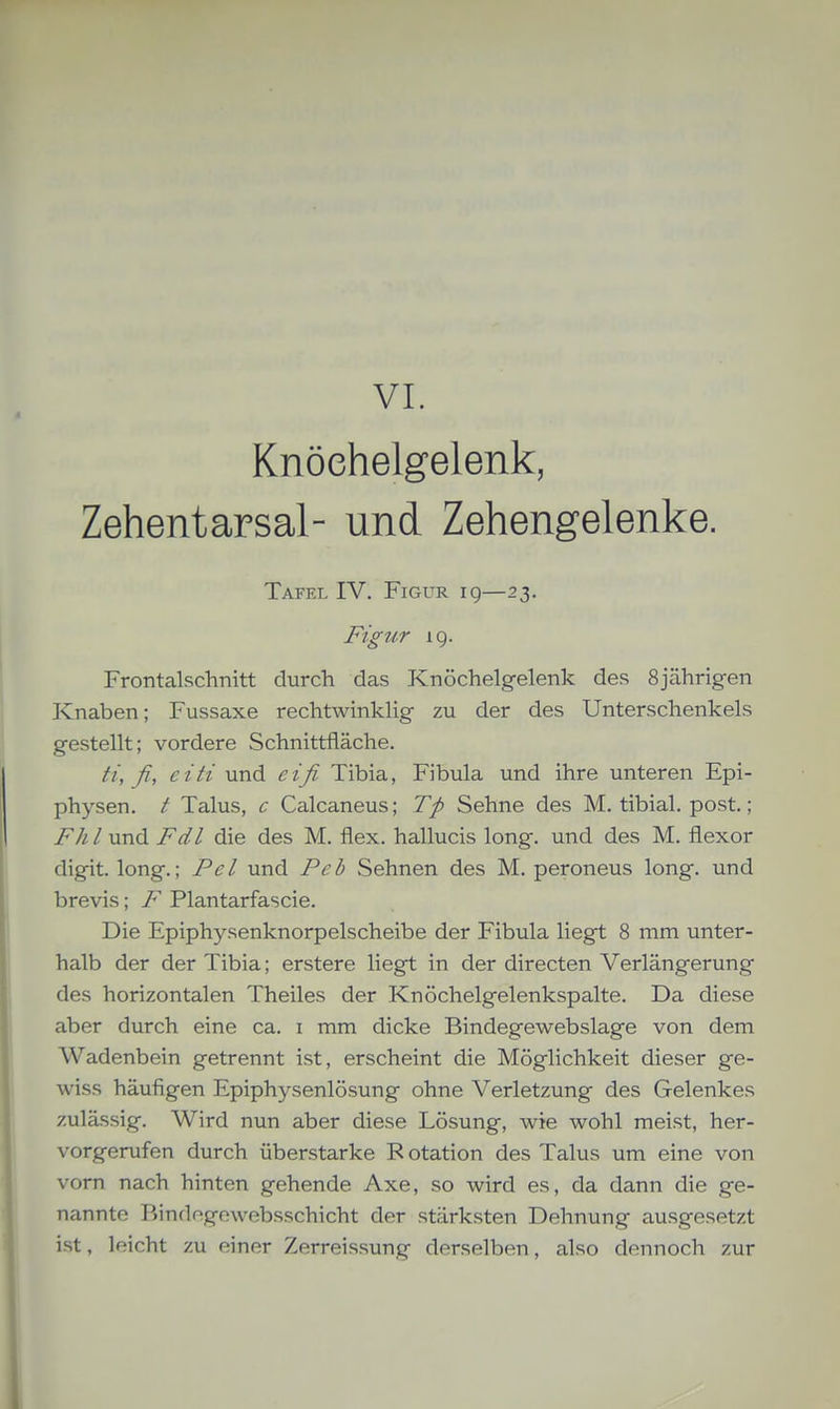 Knöehelgelenk, Zehentarsal- und Zehengelenke. Tafel IV. Figur 19—23. Figur ig. Frontalschnitt durch das Knöchelgelenk des 8 jährigen Knaben; Fussaxe rechtwinklig zu der des Unterschenkels gestellt; vordere Schnittfläche. ti, fi, eiti und eifi Tibia, Fibula und ihre unteren Epi- physen. / Talus, c Calcaneus; Tp Sehne des M. tibial. post.; Fh l und Fd l die des M, flex. hallucis long, und des M. flexor digit. long.; Pel und Peb Sehnen des M. peroneus long, und brevis; F Plantarfascie. Die Epiphysenknorpelscheibe der Fibula liegt 8 mm unter- halb der der Tibia; erstere liegt in der directen Verlängerung des horizontalen Theiles der Knöchelgelenkspalte. Da diese aber durch eine ca. i mm dicke Bindegewebslage von dem Wadenbein getrennt ist, erscheint die Möglichkeit dieser ge- wiss häufigen Epiphysenlösung ohne Verletzung des Gelenkes zulässig. Wird nun aber diese Lösung, wie wohl meist, her- vorgerufen durch überstarke R otation des Talus um eine von vorn nach hinten gehende Axe, so wird es, da dann die ge- nannte Bindngowebsschicht der stärksten Dehnung ausgesetzt ist, leicht zu einer Zerreissung derselben, also dennoch zur