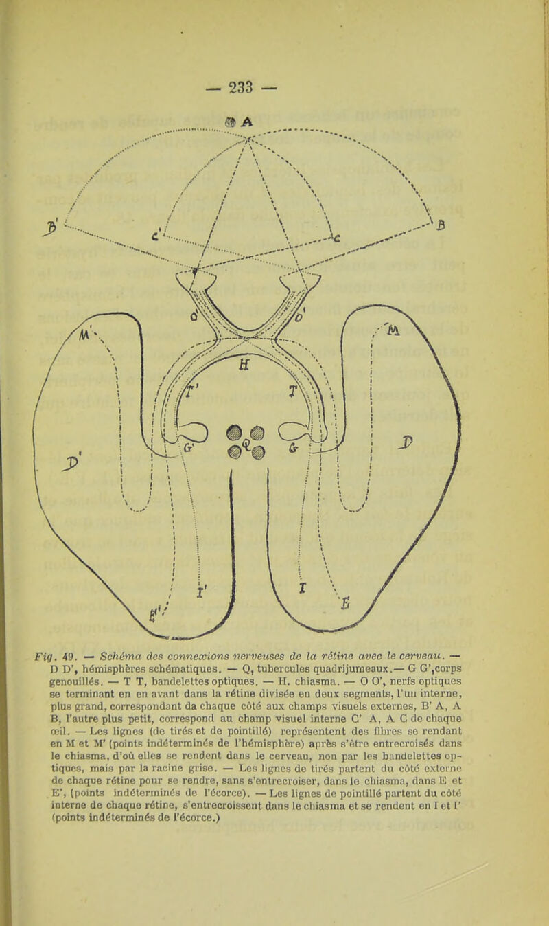 5» A Fig. 49. — Schéma des connexions nerveuses de la rétine avec le cerveau. — D D, hémisphferes schématiques. — Q, tubercules quadrijumeaux.— G G',corps genouillés, — T T, bandelettes optiques. — H. chiasma. — G G', nerfs optiques se terminant en en avant dans la rétine divisée en deux segments, l'un interne, plus (çrand, correspondant da chaque côté aux champs visuels externe.^, B' A, A B, l'autre plus petit, correspond au champ visuel interne G' A, A G do chaque mil. — Les lignes (de tirés et de pointillé) représentent des fdjres se rendant en M et M' (points indéterminés de l'hémisphfcre) après s'Être entrecroisés dans le chiasma, d'où elles se rendent dans le cerveau, non par les bandelettes op- tiques, mais par la racine grise. — Les lignes de tirés partent du côté cxterm' de chaque rétine pour se rendre, sans s'entrecroiser, dans le chiasma, dans M et E', (points indéterminés de l'écorco). — Les lignes de poinlillé partent du coté interne de chaque rétine, s'entrecroissent dans le chiasma et se rendent en I et 1' (points indéterminés de l'écorcc.)