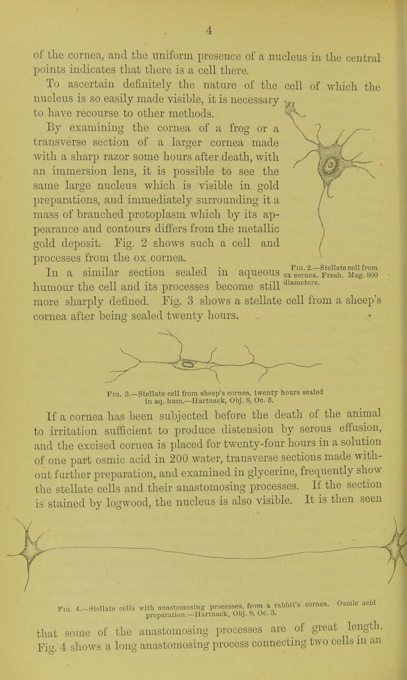 of tlie cornea, and the uniform presence of a nucleus in the central points indicates that tliere is a cell there. To ascertain definitely the nature of the nucleus is so easily made visible, it is necessary to have recourse to other methods. By examining the cornea of a frog or a transverse section of a larger cornea made with a sharp razor some hours after death, with an immersion lens, it is possible to see the same large nucleus which is visible in gold preparations, and immediately surrounding it a mass of branched protoplasm wliich by its ap- \ pearance and contours differs from the metallic \ gold deposit. Fig. 2 shows such a cell and / processes from the ox cornea. In a similar section sealed in aqueous ox^comei^rFS'^jiag^'^B^ humour the cell and its processes become still more sharply defined. Fig. 3 shows a stellate cell from a sheep's cornea after being sealed twenty hours. Fio. 3.—Stellftte cell from sheep's cornea, twenty hours sealed in aq. hum.—Uartnack, Obj. 8, Oc. 3. If a cornea has been subjected before the death of the animal to irritation sufficient to produce distension by serous effusion, and the excised cornea is placed for twenty-four hours in a solution of one part osmic acid in 200 water, transverse sections made with- out fui-ther preparation, and examined in glycerine, frequently show the stellate cells and their anastomosing processes. If the section is stained by logwood, the nucleus is also visible. It is then seen Fir. l.-StcUatB cells with anastomnsins processes, from a nihhifs cornea. Osmic acid preparation.—Uartnack, Obj. 8, Oc. 3. that some of the anastomosing processes are of great length. Fig. 4 shows a long anastomosing process connecting two cells in an
