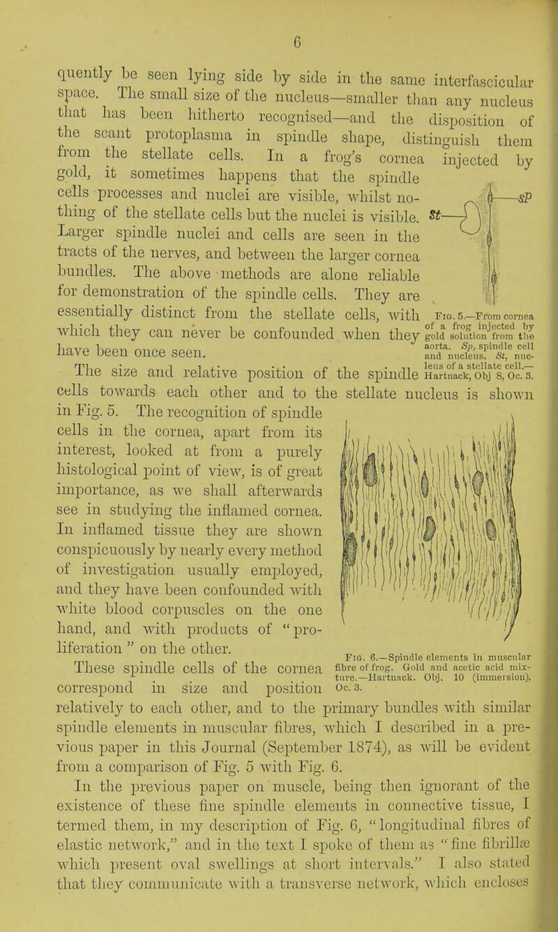 st- —sP quently be seen lying side by side in the same interfascicular space. The smaU si^^e of the nucleus—smaller than any nucleus tliat has been hitherto recognised—and the disposition of the scant protoplasma in spindle shape, distinguish them from the stellate cells. In a frog's cornea injected by gold, it sometimes happens that the spindle cells processes and nuclei are visible, whilst no- thing of the stellate cells but the nuclei is visible. Larger spindle nuclei and cells are seen in the tracts of the nerves, and between the larger cornea bundles. The above methods are alone reliable for demonstration of the spindle cells. They are essentially distinct from the stellate cells, with Fio. 5.—From cornea which they can never be confounded when they gold solution fi-nm tlie have been once seen. rrnucti.f'^^n^ The size and relative position of the spindle Hannack^ obj 8,'oc. 3. cells towards each other and to the stellate nucleus is shown in Fig. 5. The recognition of spindle cells in the cornea, apart from its interest, looked at from a purely histological point of view, is of great importance, as we shall afterwards see in studying the inflamed cornea. In inflamed tissue they are shown conspicuously by nearly every method of investigation usually emj^loyed, and they have been confounded with white blood corpuscles on the one hand, and with products of pro- liferation on tlie other. These spindle cells of the cornea correspond in size and position relatively to each other, and to the primary bundles with similar spindle elements in muscular fibres, Avhich I described in a pre- vious paper in this Journal (September 1874), as will be evident from a comparison of Fig. 5 with Fig. 6. In the previous paper on muscle, being then ignorant of the existence of these fine spindle elements in connective tissue, I termed them, in my description of Fig. 6, longitudinal fibres of elastic network, and in the text I spoko of them as fine fibrilla) which present oval swellings at short iiitervals. I also slated that they communicate with a transverse network, which encloses mm Fio. 6.—Spindle elements in niuscnlar fibre of frog. Gold and acetic acid mi.\- tiire.—Hartnack. Olij. 10 (immersion). Oc. 3.