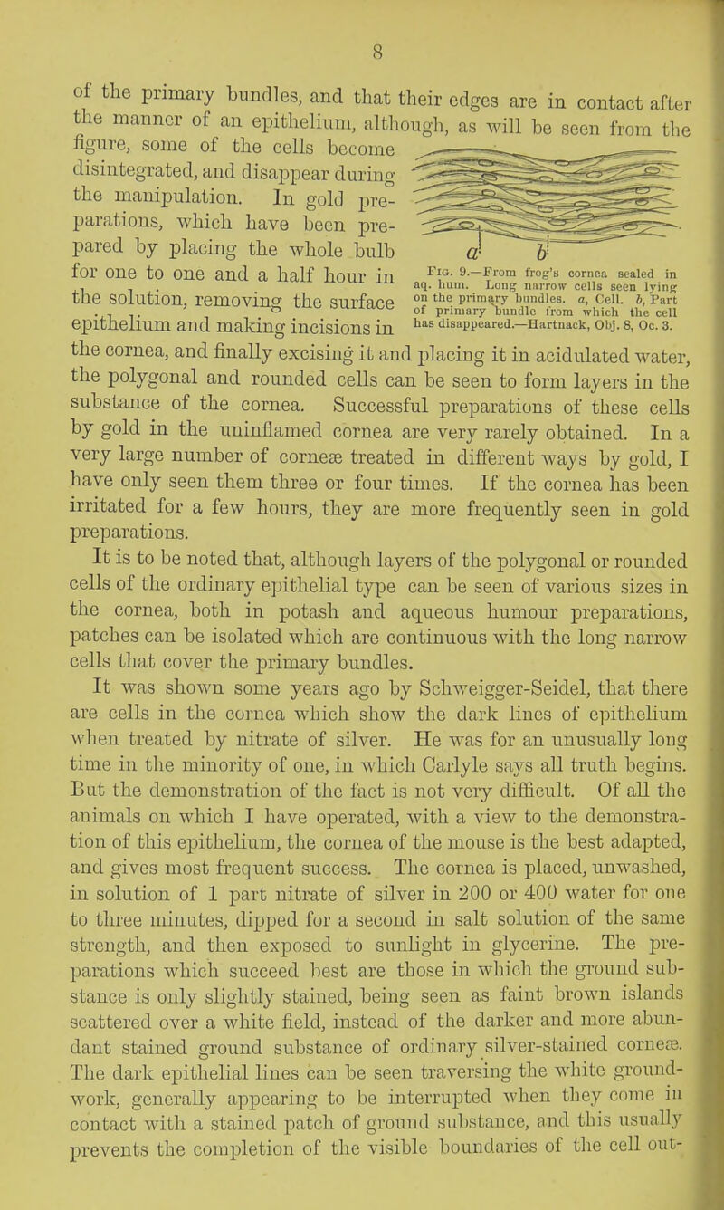 Fio. 9.—From frog's cornea sealed in aq. hum. Long narrow cells seen lying on the primary bundles, a. Cell, b, Part of primary bundle from wliich the cell has disappeared.—Hartnack, Obj. 8, Oc. 3. of the primary bundles, and that their edges are in contact after the manner of an epithelium, although, as will be seen from the ligure, some of the cells become disintegrated, and disappear during the manipulation. In gold pre- parations, which have been pre- pared by placing the whole bulb for one to one and a half hour in the solution, removing the surface epithelium and making incisions in the cornea, and finally excising it and placing it in acidulated water, the polygonal and rounded cells can be seen to form layers in the substance of the cornea. Successful preparations of these cells by gold in the uninflamed cornea are very rarely obtained. In a very large number of cornese treated in different ways by gold, I have only seen them three or four times. If the cornea has been irritated for a few hours, they are more frequently seen in gold preparations. It is to be noted that, although layers of the polygonal or rounded cells of the ordinary epithelial type can be seen of various sizes in the cornea, both in potash and aqueous humour preparations, patches can be isolated which are continuous with the long narrow cells that cover the primary bundles. It was shown some years ago by Schweigger-Seidel, that there are cells in the coi-nea which show the dark lines of epithelium when treated by nitrate of silver. He was for an unusually long time in the minority of one, in which Carlyle says all truth begins. But the demonstration of the fact is not very difficult. Of all the animals on which I have operated, with a view to the demonstra- tion of this epithelium, the cornea of the mouse is the best adapted, and gives most frequent success. The cornea is placed, unwashed, in solution of 1 part nitrate of silver in 200 or 400 water for one to three minutes, dipped for a second in salt solution of the same strength, and then exposed to sunlight in glycerine. The pre- parations which succeed best are those in which the ground sub- stance is only slightly stained, being seen as faint brown islands scattered over a white field, instead of the darker and more abun- dant stained ground substance of ordinary silver-stained cornete. The dark epithelial lines can be seen traversing the white ground- work, generally appearing to be interrupted when they come in contact with a stained patch of ground substance, and this usually prevents the completion of the visible boundaries of the cell out-