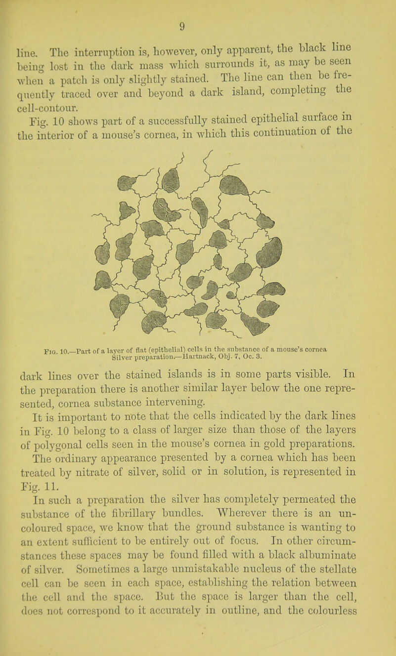 line. The interruption is, liowever, only apparent, the black line being lost in the dark mass which surrounds it, as may be seen when a patch is only slightly stained. Tlie line can then be fre- quently traced over and beyond a dark island, completing the cell-contour. Fig. 10 shows part of a successfully stained epithelial surface m the interior of a mouse's cornea, in which this continuation of the p,Q 10 Part of a layer of flat (epitlielial) ccIIr in tlie substance of a mouse's cornea Silver preparation.—Hartnack, Obj. 7, Oc. 3. dark lines over the stained islands is in some parts visible. In the preparation there is another similar layer below the one repre- sented, cornea substance intervening. It is important to note that the cells indicated by the dark lines in Fig. 10 belong to a class of larger size than those of the layers of polygonal cells seen in the mouse's cornea in gold preparations. The ordinary appearance presented by a cornea which has been treated by nitrate of silver, solid or in solution, is represented in Fig. 11. In such a preparation the silver has completely permeated the substance of the fibrillary bundles. Wherever there is an un- coloured space, we know that the ground substance is wanting to an extent sufficient to be entirely out of focus. In other circum- stances these spaces may be found fiUed with a black albuminate of silver. Sometimes a large unmistakable nucleus of the stellate cell can be seen in each space, establi-shing the relation between the cell and the space. But the space is larger than the cell, does not correspond to it accurately in outline, and the colourless