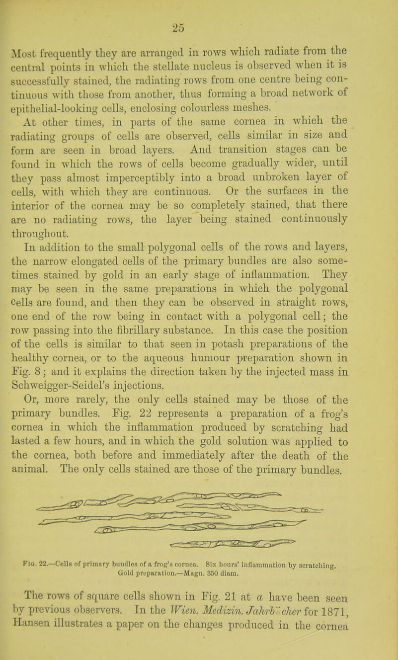 Most frequently they are arranged in rows which radiate fi'om the central points in which the stellate nucleus is observed when it is successfully stained, the radiating rows from one centre being con- tinuous with those from another, thus forming a broad network of epithelial-looking cells, enclosing colourless meshes. At other times, in parts of the same cornea in which the radiating groups of cells are observed, cells similar in size and form are seen in broad layers. And transition stages can be found in which the rows of cells become gradually wider, until they pass almost imperceptibly into a broad unbroken layer of cells, with which they are continuous. Or the surfaces in the interior of the cornea may be so completely stained, that there are no radiating rows, the layer being stained continuously throughout. In addition to the small polygonal cells of the rows and layers, the narrow elongated cells of the primary bundles are also some- times stained by gold in an early stage of inflammation. They may be seen in the same preparations in which the polygonal Cells are found, and then they can be observed in straight rows, one end of the row being in contact with a polygonal cell; the row passing into the fibrillary substance. In this case the position of the cells is similar to that seen in potash preparations of the healthy cornea, or to the aqueous humour preparation shown in Fig. 8 ; and it explains the direction taken by the injected mass in Schweigger-Seidel's injections. Or, more rarely, the only ceUs stained may be those of the primary bundles. Fig. 22 represents a preparation of a frog's cornea in which the inflammation produced by scratching had lasted a few hours, and in which the gold solution was applied to the cornea, both before and immediately after the death of the animal. The only cells stained are those of the primary bundles. Fio. 22.—Cells of primary bundles of n frog's cornea. Six hours' inflammation by scratching. Gold preparation.—Magn. 350 dlam. The rows of square cells shown in Fig. 21 at a have been seen by previous observers. In the Wicn. Medizin. JahrV'cher for 1871, Hansen illustrates a paper on the changes produced in the cornea
