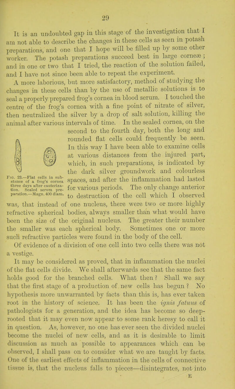am It is an nndoubtea gap in this stage of tlie investigation that I not able to describe the clianges in these cells as seen in potash preparations, and one tliat T. hope will be filled up by some other wovkei: The potash preparations succeed best in large corneje ; and in one or two that I tried, the reaction of the solution failed, and I have not since been able to repeat the experiment. A more laborious, but more satisfactory, method of studying the clianges in tliese cells than by the use of metallic solutions is to seal a properly prepared frog's cornea in blood serum. I touched the centre of the frog's cornea with a fine point of nitrate of silver, then neutralized the silver by a drop of salt solution, killing the animal after various intervals of time. In the sealed cornea, on the second to the fourth day, both the long and rounded flat cells could frequently be seen. In this way I have been able to examine cells at various distances from the injured part, which, in such preparations, is indicated by the dark silver groundwork and colourless '''LnceoT't%ro's'cVnt spaces, and after the inflammation had lasted {ior 'lZTi:rTtt for various periods. The only change anterior paration.-.Magn.4oociiam. destructiou of the Cell which I observed was, that instead of one nucleus, there were two or more highly refractive spherical bodies, always smaller than what would have been the size of the original nucleus. The greater their number the smaller was each spherical body. Sometimes one or more such refractive particles were found in the body of the cell. Of evidence of a division of one cell into two cells there was not a vestige. It may be considered as proved, that in inflammation the nuclei of the flat cells divide. We shall afterwards see that the same fact holds good for the branched cells. What then ? Shall we say that the first stage of a production of new cells has begun ? No hypothesis more unwarranted by facts than this is, has ever taken root in the history of science. It has been the ignis fatmis of pathologists for a generation, and the idea has become so deep- rooted that it may even now appear to some rank heresy to call it in rpiestion. As, however, no one has ever seen the divided miclei become the nuclei of new cells, and as it is desirable to limit discussion as much as possible to appearances which can be observed, I shall pass on to consider what we are taught by facts. One of the earliest eflects of inflammation in the cells of connective tissue i.s, that the nucleus i'alls to pieces—disintegrates, not into K