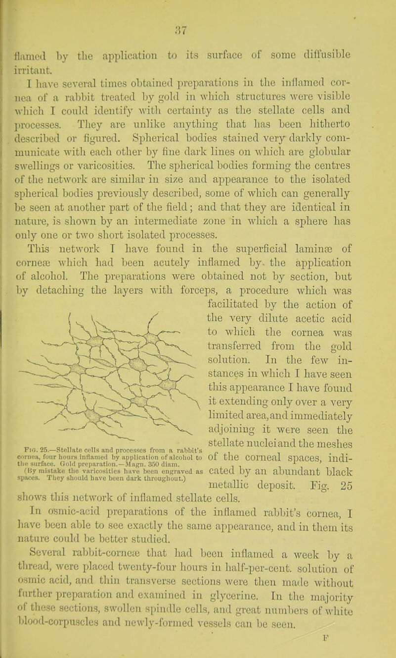.•57 tliinied by the application to its surface of some diffusible irritant. I have several times obtained preparations in the inflamed cor- nea of a rabbit treated by gold in which structures were visiljle which I could identify with certainty as the stellate cells and processes. They are unlike anything that has been hitherto described or figured. Spherical bodies stained very darkly com- municate with each other by fine dai'k lines on -whicli are globular swellings or varicosities. The spherical bodies forming the centres of the network are similar in size and appearance to the isolated spherical bodies previously described, some of which can generally be seen at another part of the field; and that they are identical in nature, is shown by an intermediate zone in which a sphere has only one or two short isolated processes. This network T have found in the superficial laraina3 of cornete which had been acutely inflamed by. the application of alcohol. The preparations were obtained not by section, but by detaching the layers with forceps, a procedure which was facilitated by the action of the very dilute acetic acid to which the cornea was transferred from the gold solution. In the few in- stances in which I have seen this appearance I have found it extending only over a very limited area, and immediately adjoining it were seen the stellate nuclei and the me-shes I ifi. 2r>.—btellatf! ci-Ils and processes from a rabbit s r. i c.irnna, four bom s inflamed by application of alcoliol to Of thC COmCal SpaCCS iudl- the surface. Oold preparation.—Magn. 3i50 diam. j. 1 1, i ' Oiy mistake tlie varicosities bave been engraved as CatCU by an abuudaut blaclv spaces. They should bave been dark throughout.) , metallic deposit. Fig. 25 shows this network of inflamed stellate cells. In osmic-acid preparations of the inflamed rabbit's cornea, I liave been able to see exactly the same appearance, and in tliein its nature could be better studied. Several rabljit-corneic that had been inflamed a week by a thread, were jdaced twenty-four hours in half-per-cent. solution of o.smic acid, and thin transverse sections were then made without further preparation and examined in glycerine. In tlie majority of tlie.se sections, swollen spindle cells, and great numbers of white l)lood-corpuscles and newly-formed vessels can be seen.