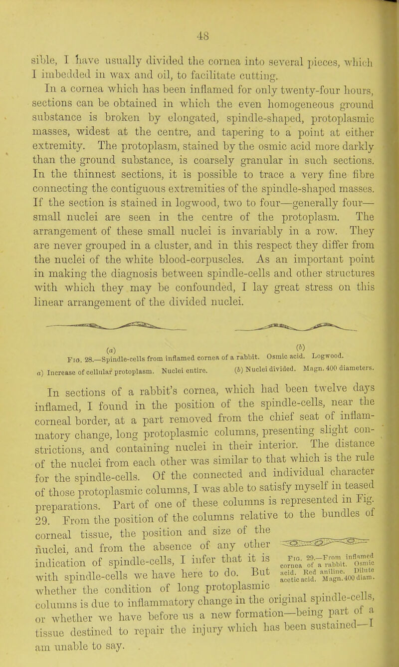 sible, I liave usually divided tlie cornea into several pieces, which I imbedded in wax and oil, to facilitate cuttinji. In a cornea which has been inflamed for only twenty-four hours, sections can be obtained in which the even homogeneous ground substance is broken by elongated, spindle-shaped, protoplasmic masses, widest at the centre, and tapering to a point at either extremity. The protoplasm, stained by the osmic acid more darkly than the ground substance, is coarsely granular in such sections. In the thinnest sections, it is possible to trace a very fine fibre connecting the contiguous extreinities of the spindle-shaped masses. If the section is stained in logwood, two to four—generally four— small nuclei are seen in the centre of the protoplasm. The arrangement of these small nuclei is invariably in a row. They are never grouped in a cluster, and in this respect they differ from the nuclei of the white blood-corpuscles. As an important point in making the diagnosis between spindle-cells and other structures with which they may be confounded, I lay great stress on this linear arrangement of the divided nuclei. Fio. 28.—Spindle-cells from inflamed cornea of a rabljit. Osmic acid. Logwood, a) Increase of cellular protoplasm. Nuclei entire. (i) Nuclei divided. Magn. 400 diameters. In sections of a rabbit's cornea, which had been twelve days inflamed, I found in the position of the spindle-cells, near the corneal border, at a part removed from the chief seat of inflam- matory change, long protoplasmic columns, presenting slight con- strictions, and containing nuclei in their interior. The distance of the nuclei from each other was similar to that which is the rule for the spindle-cells. Of the connected and individual character of those protoplasmic columns, I was able to satisfy myself m teased preparations. Part of one of these columns is represented in Fig 29. From the position of the columns relative to the bundles of corneal tissue, the position and size of the nuclei, and from the absence of any other indication of spindle-cells, I infer that it is ^^r,. t.'-'St with spindle-cells we have here to do. But .cid.^ Ke.i '^^j^-J^Z whether the condition of long protoplasmic columns is due to inflammatory change in the original spindle-cells, or whether we have before us a new formation—being part ot a tissue destined to repair the injury which has been sustamed-i am unable to say.